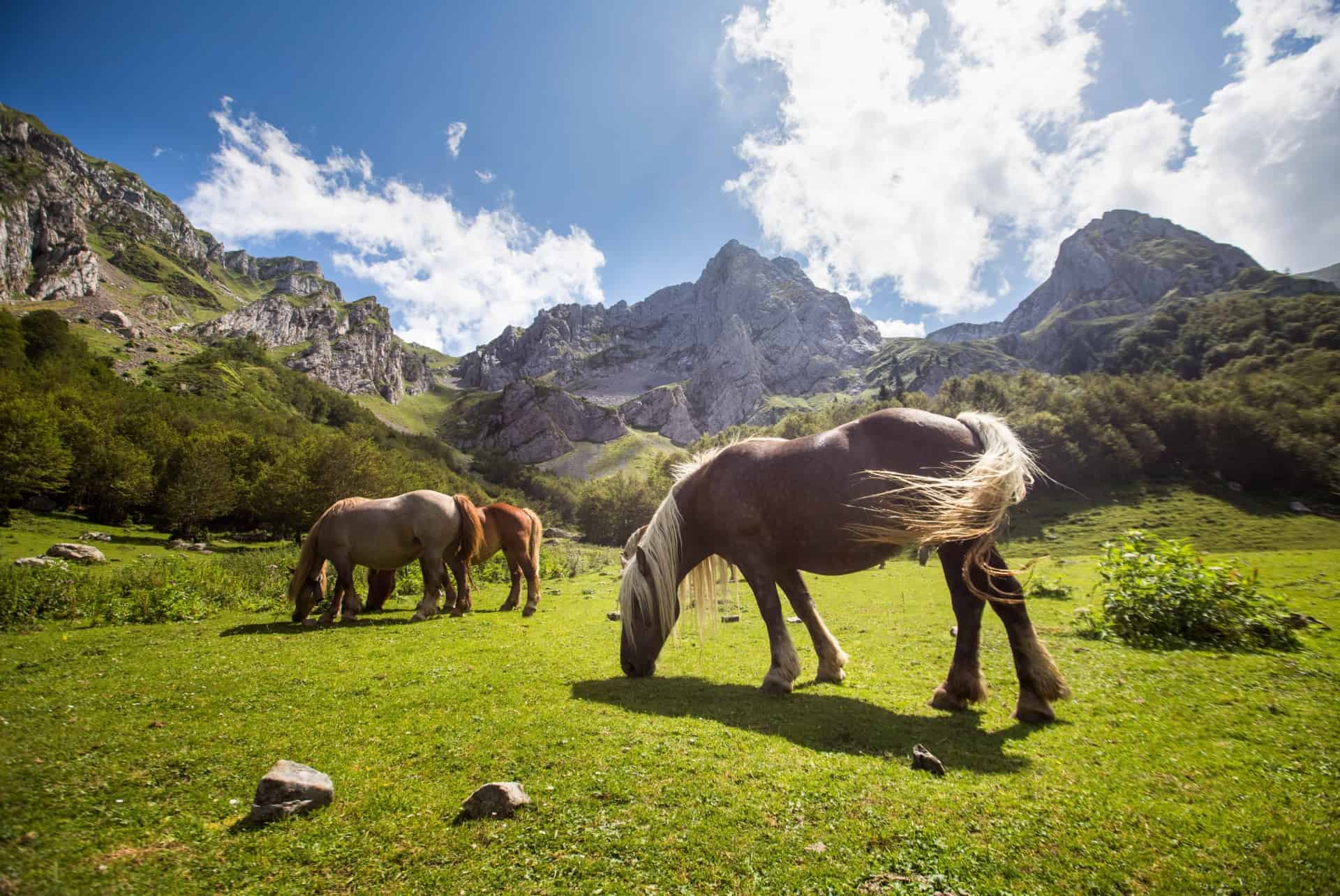 chevaux pays basque