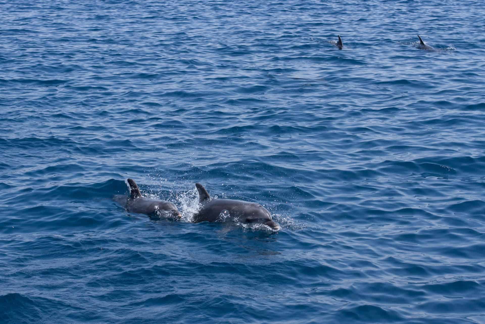 dauphins kos que faire grece
