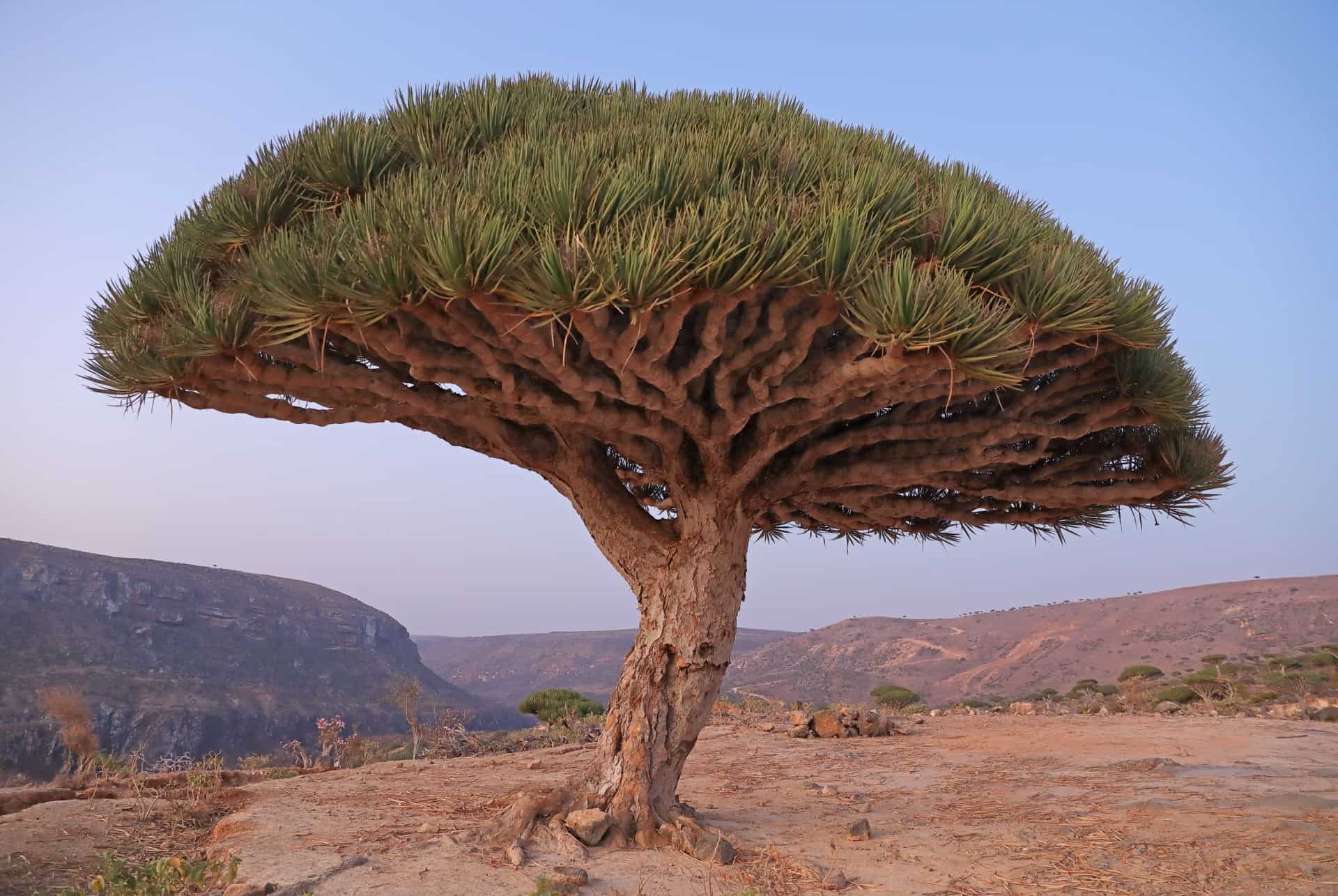 dragon socotra lieux irreels