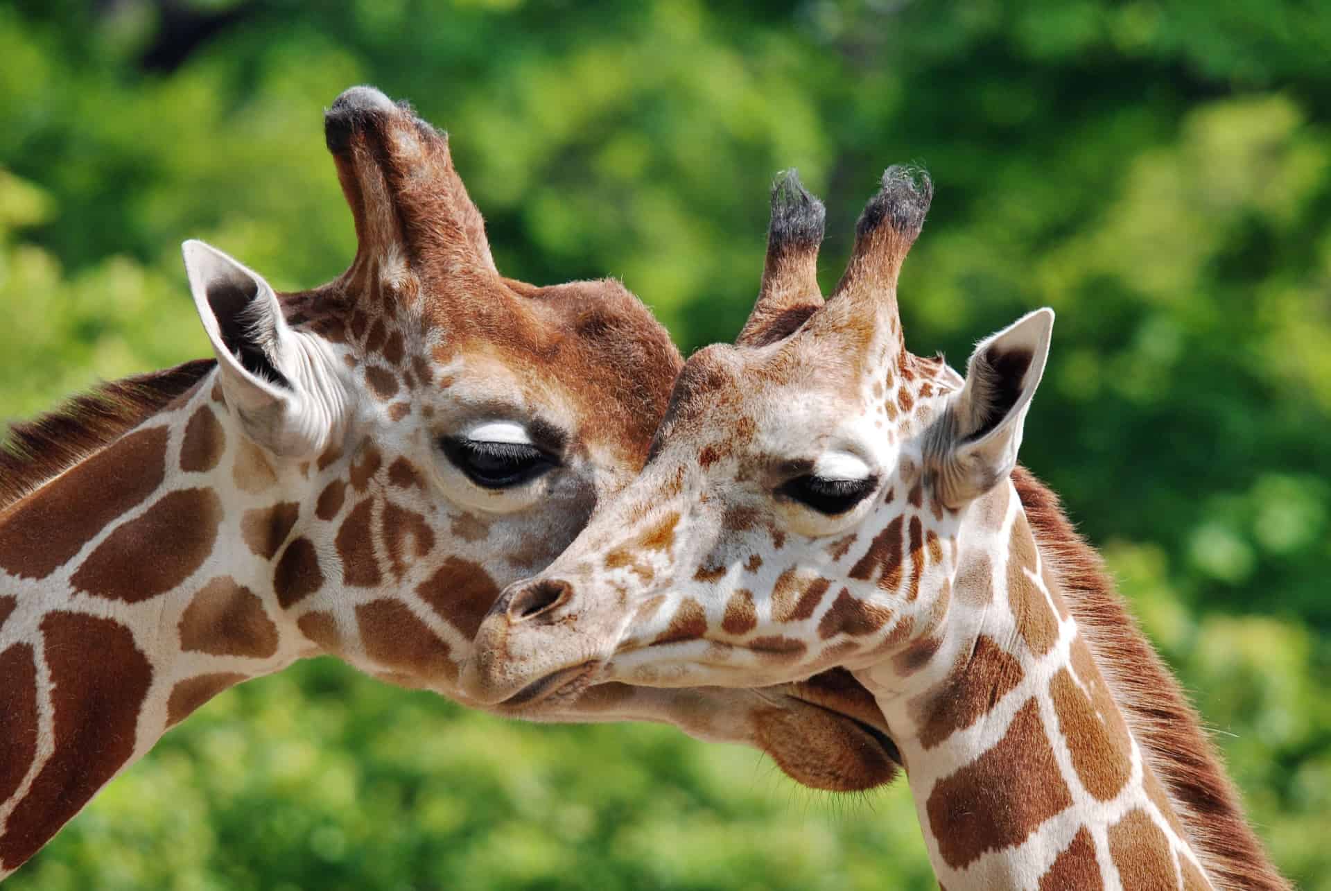 girafes zoo berlin