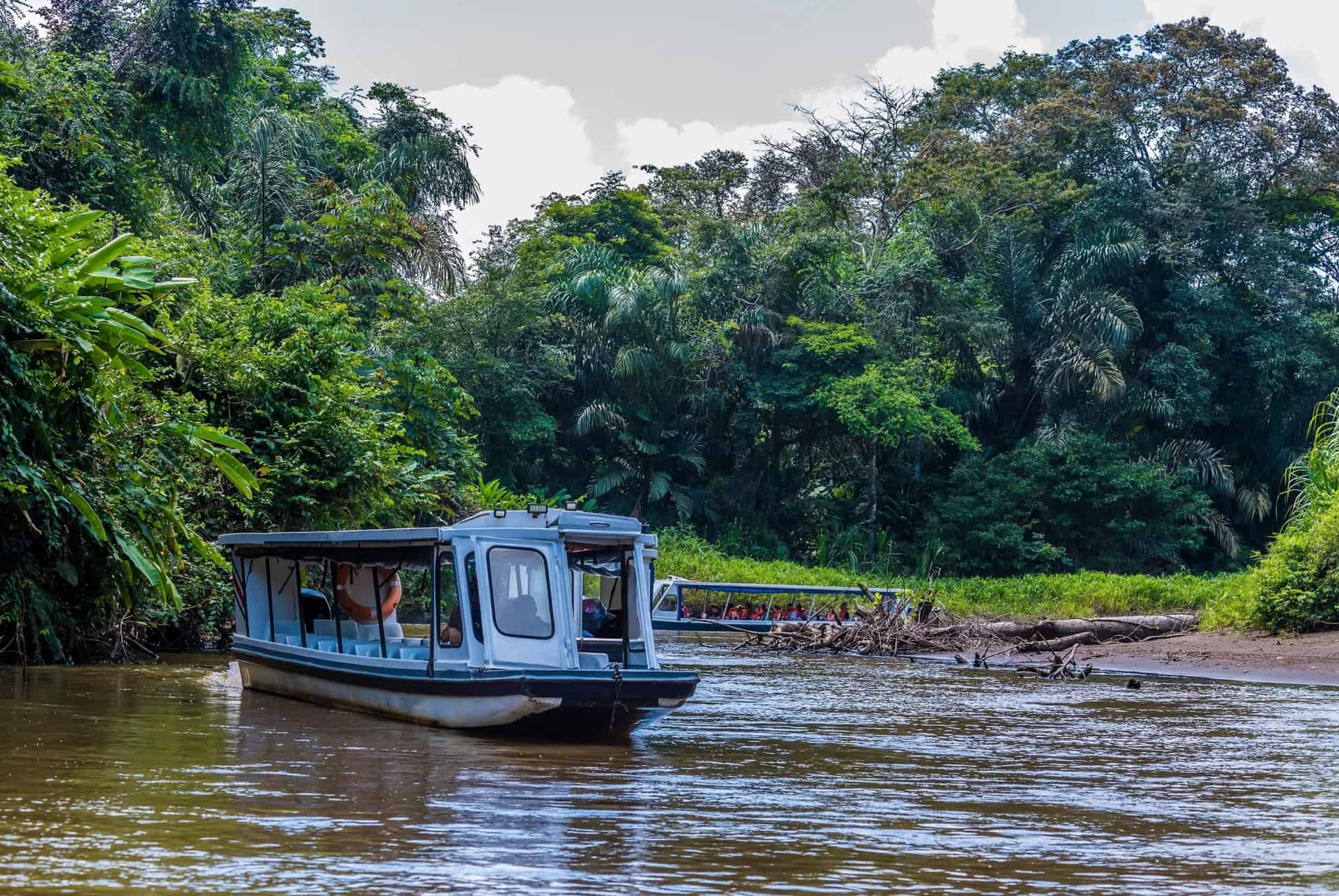 mangrove tortuguero