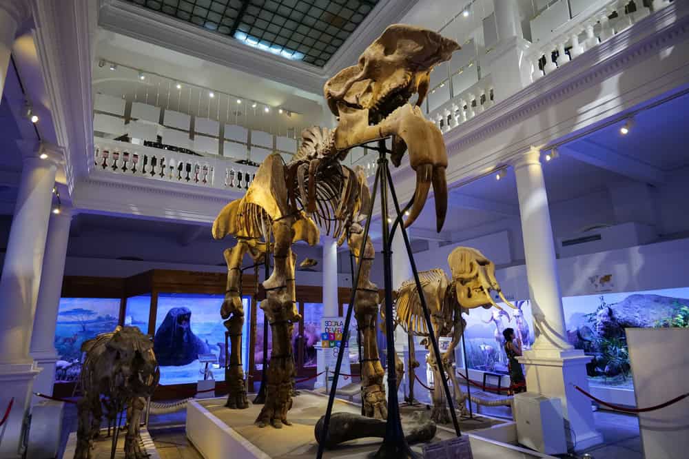 musee histoire naturelle bucarest