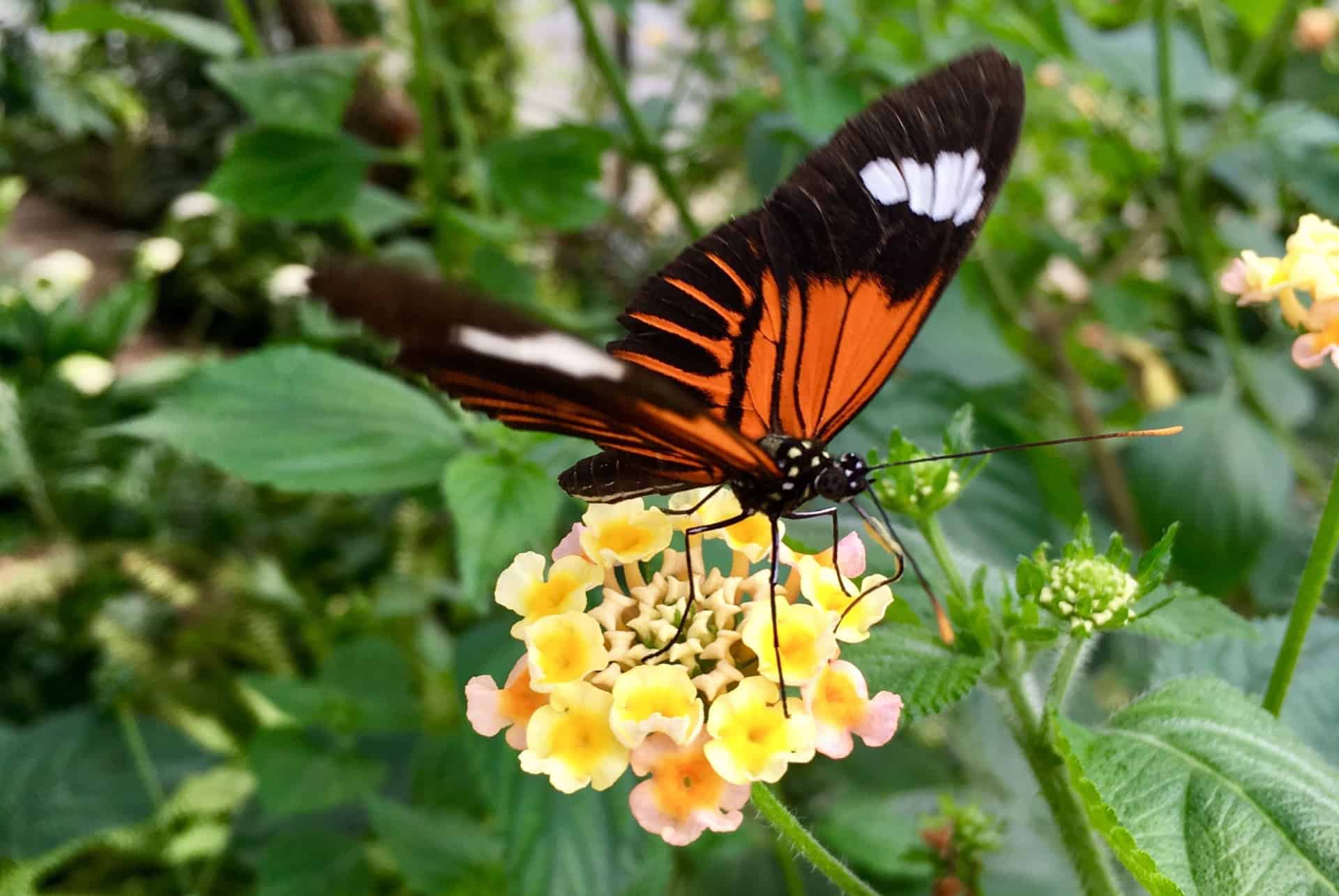 papillon jardin botanique riga