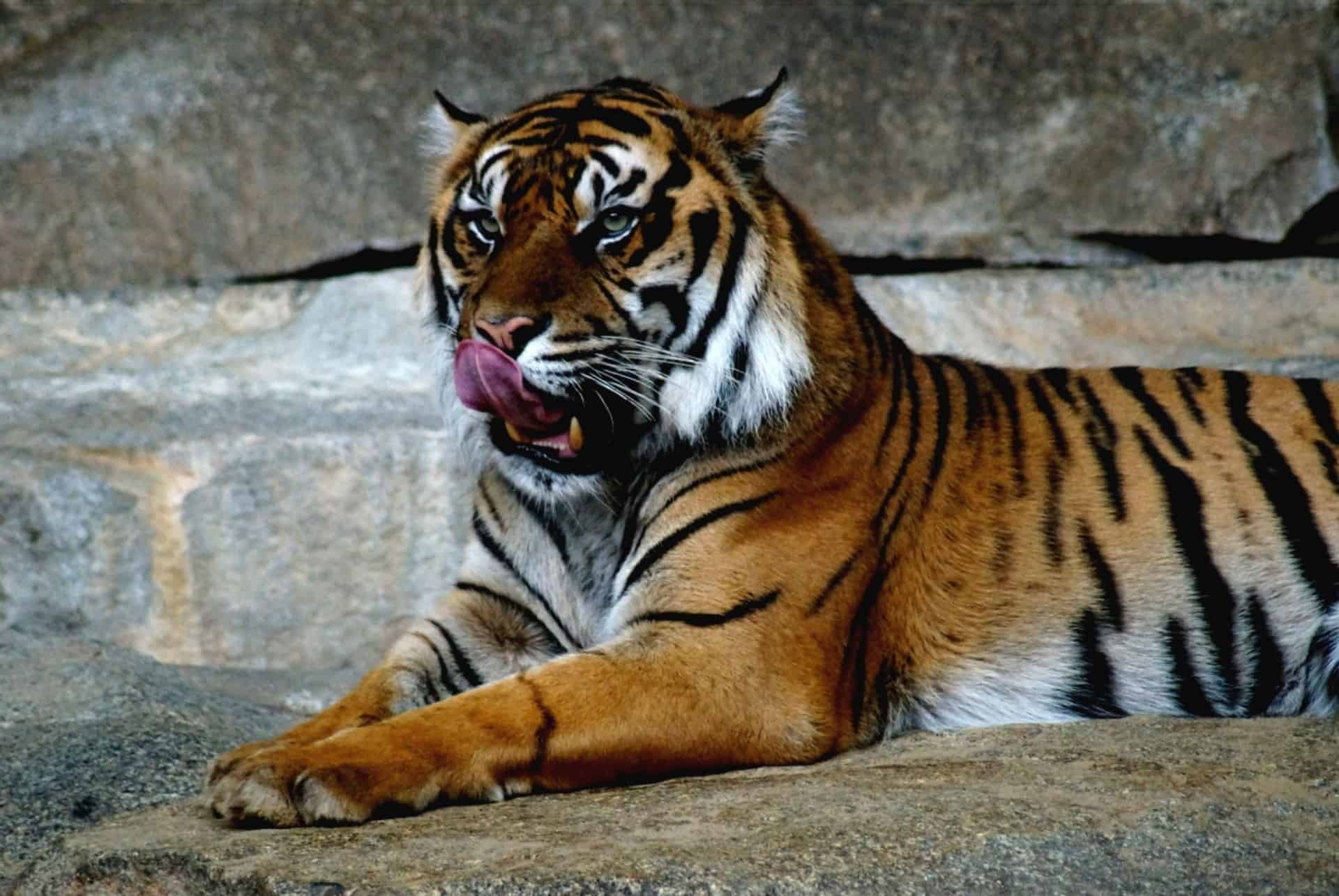 tigre zoo berlin en 5 jours