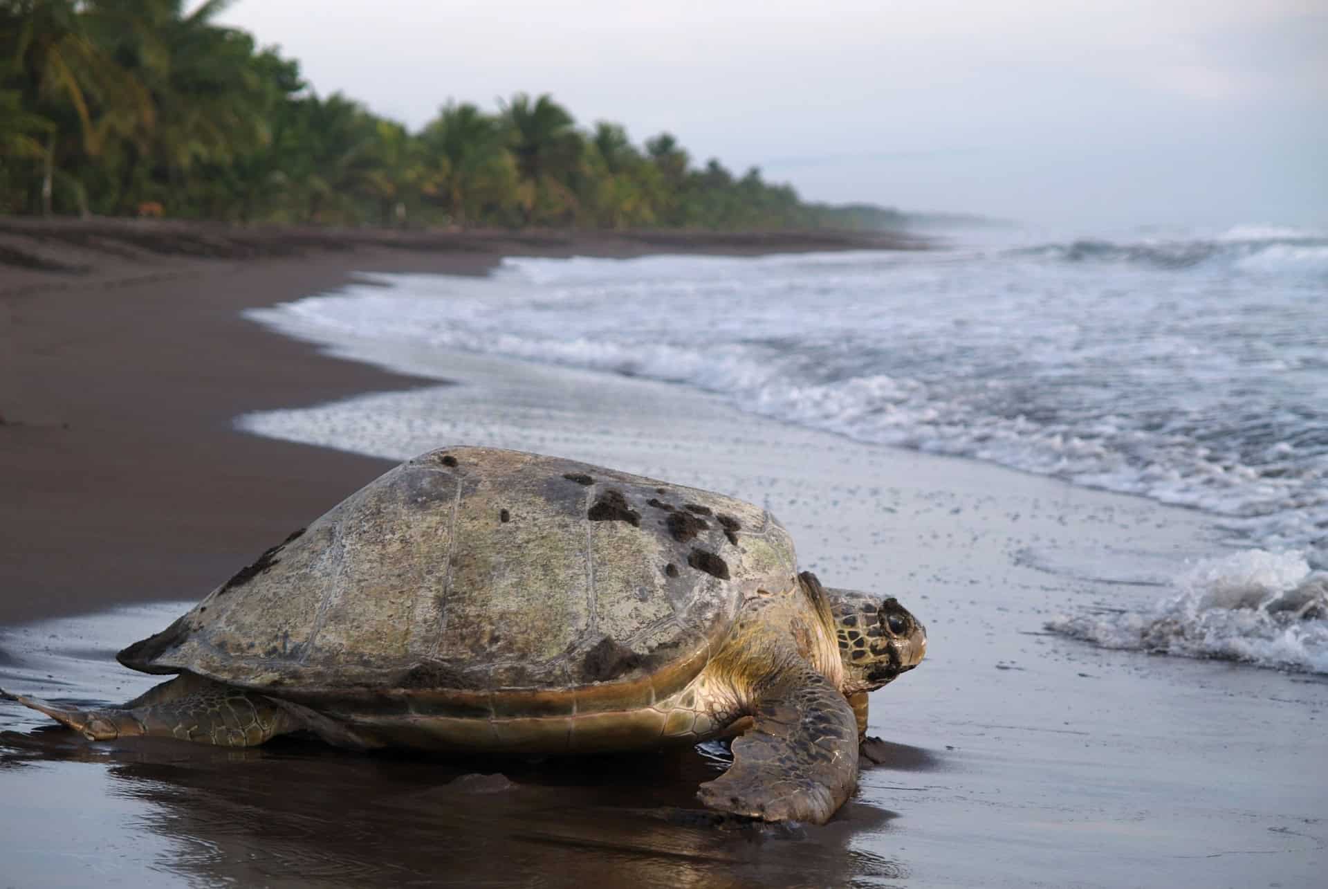 tortuguero road trip costa rica