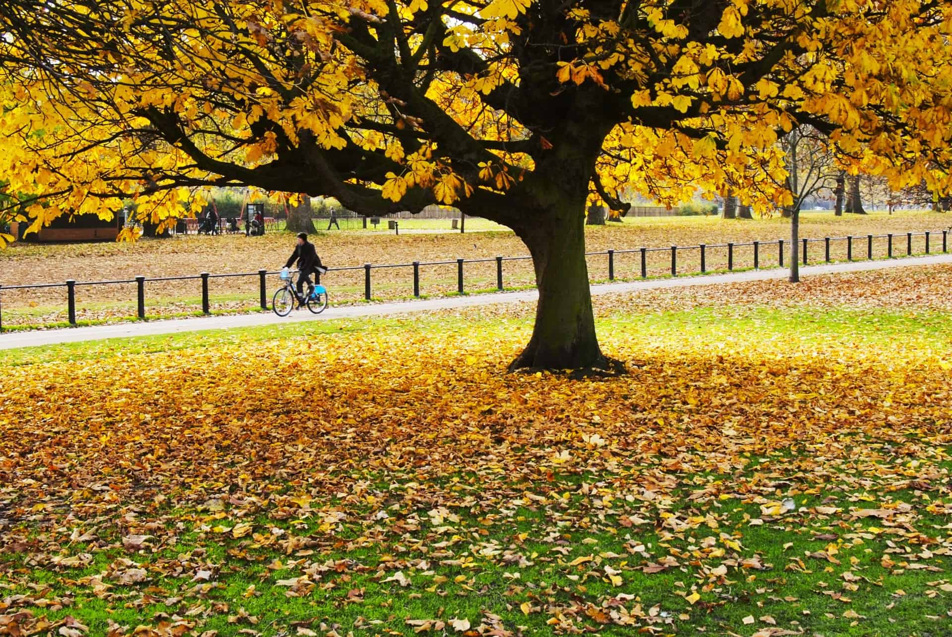 velo hyde park