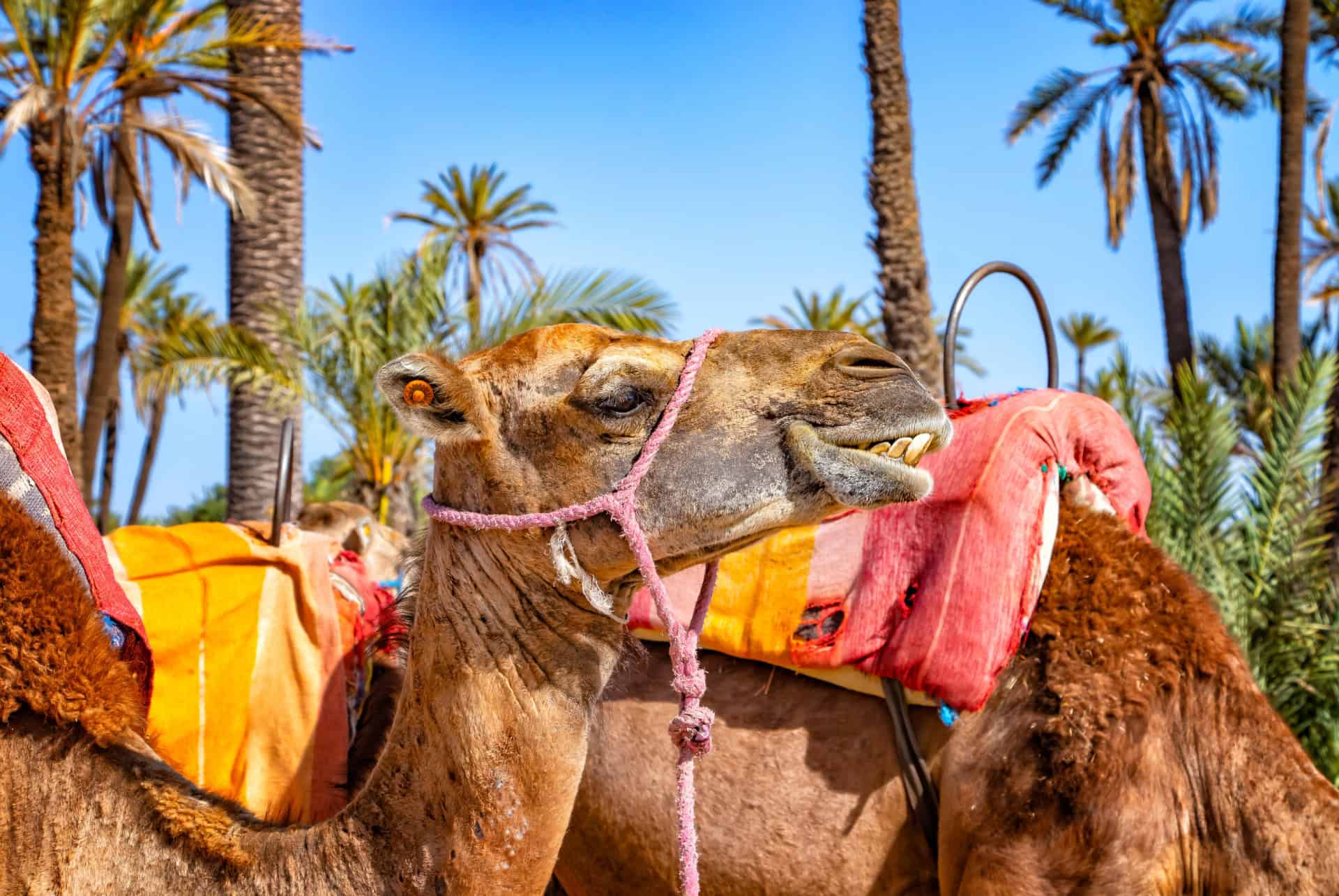 balade chameau palmeraie marrakech