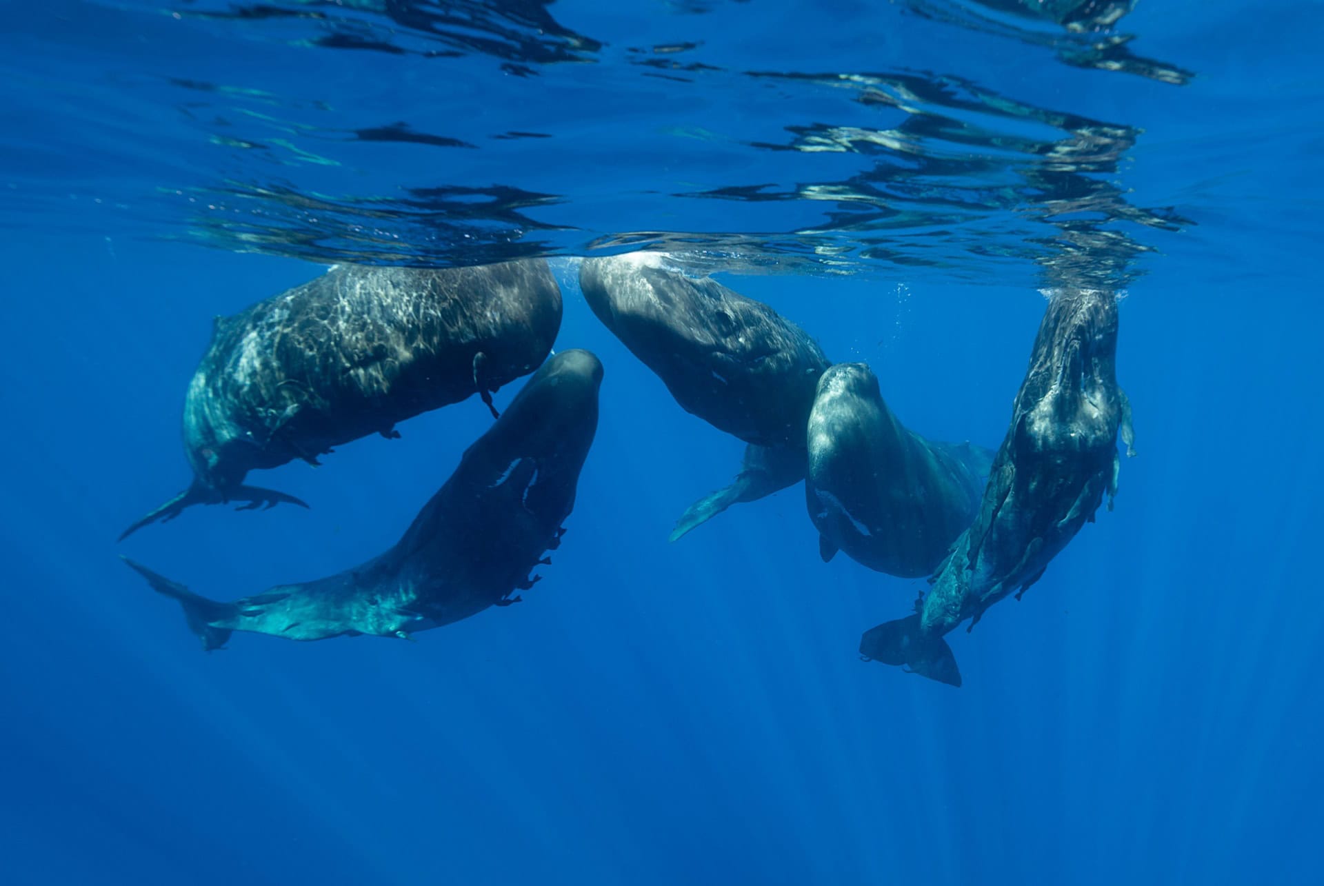 baleines maurice juillet