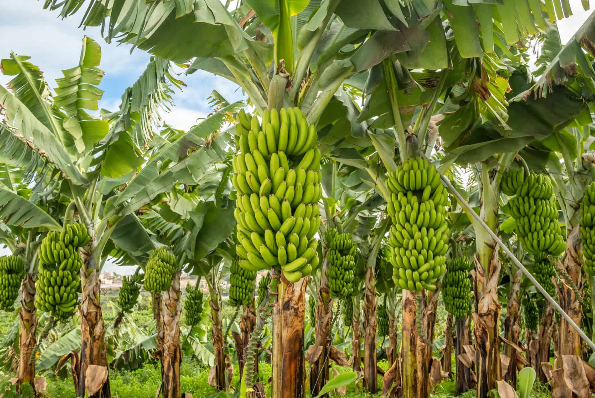 bananeraie a tenerife