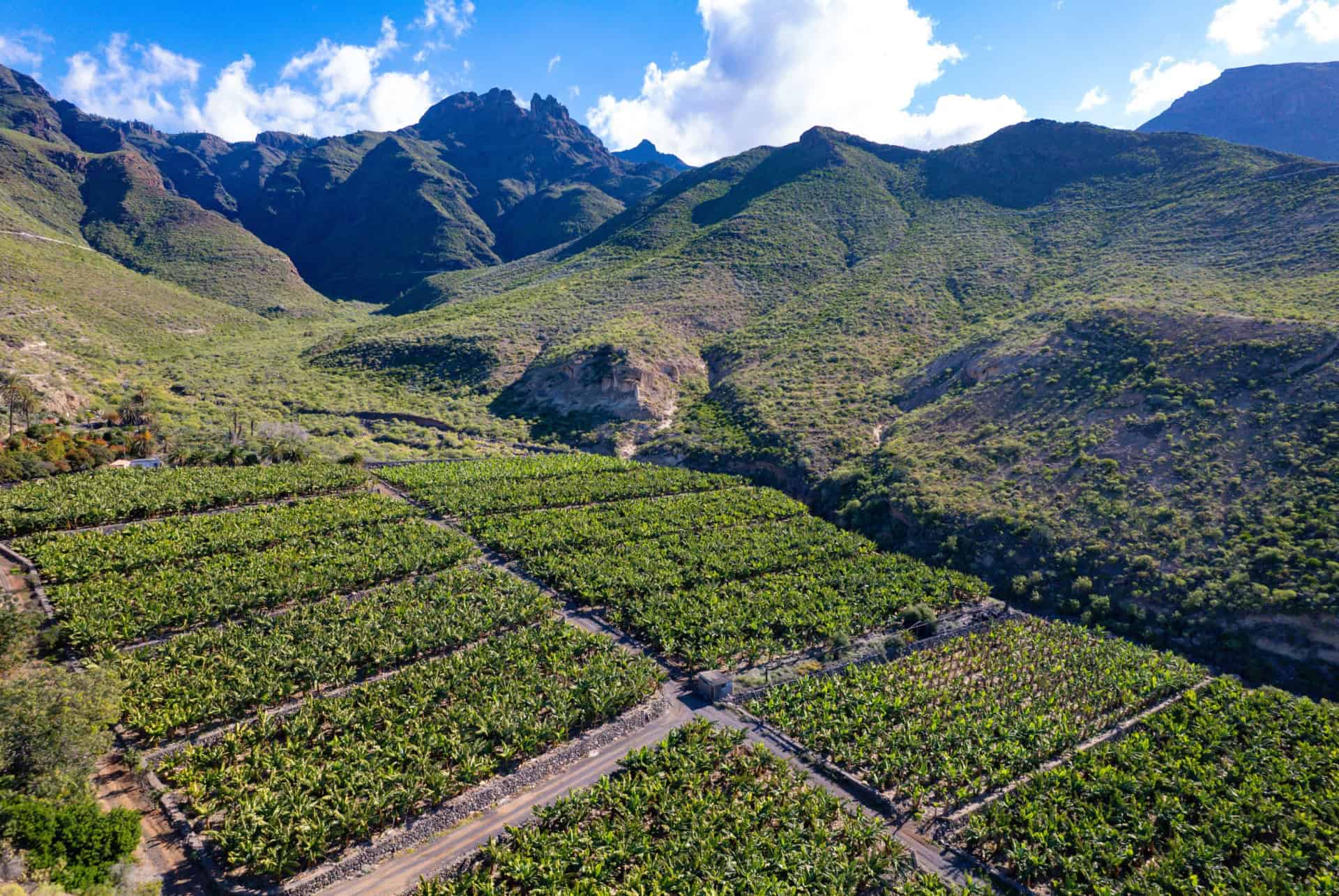 champ de banane tenerife