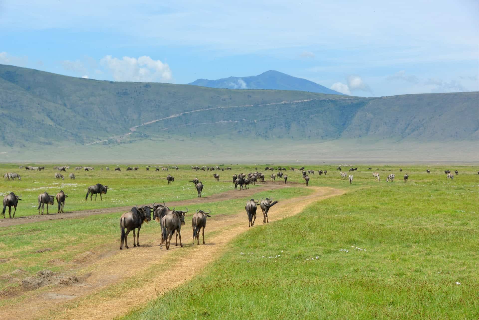 cratere de ngorongoro tanzanie