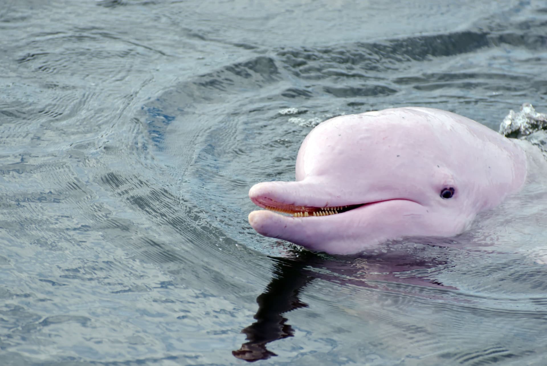 dauphins roses en thailande