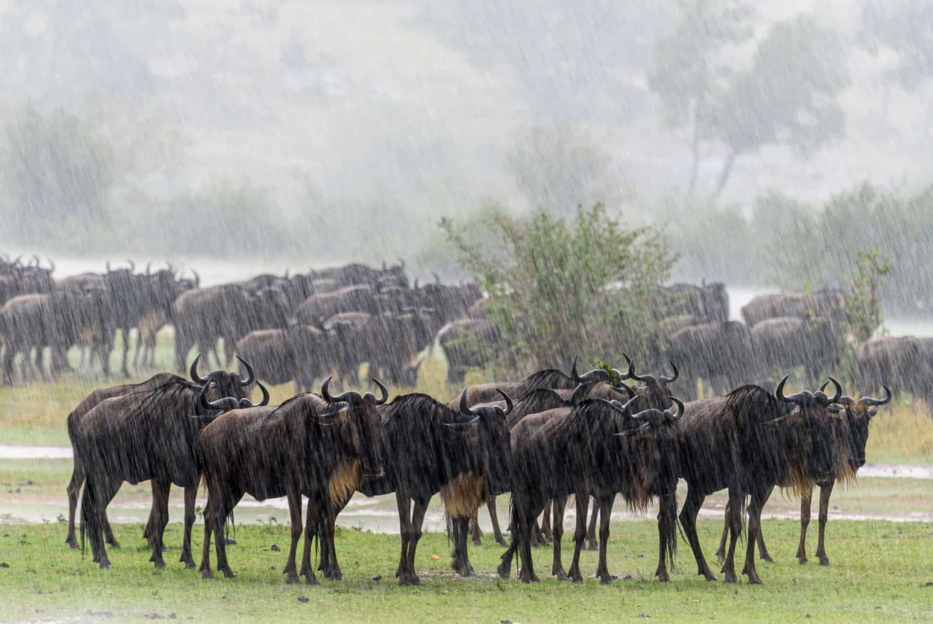 gnous sous la pluie