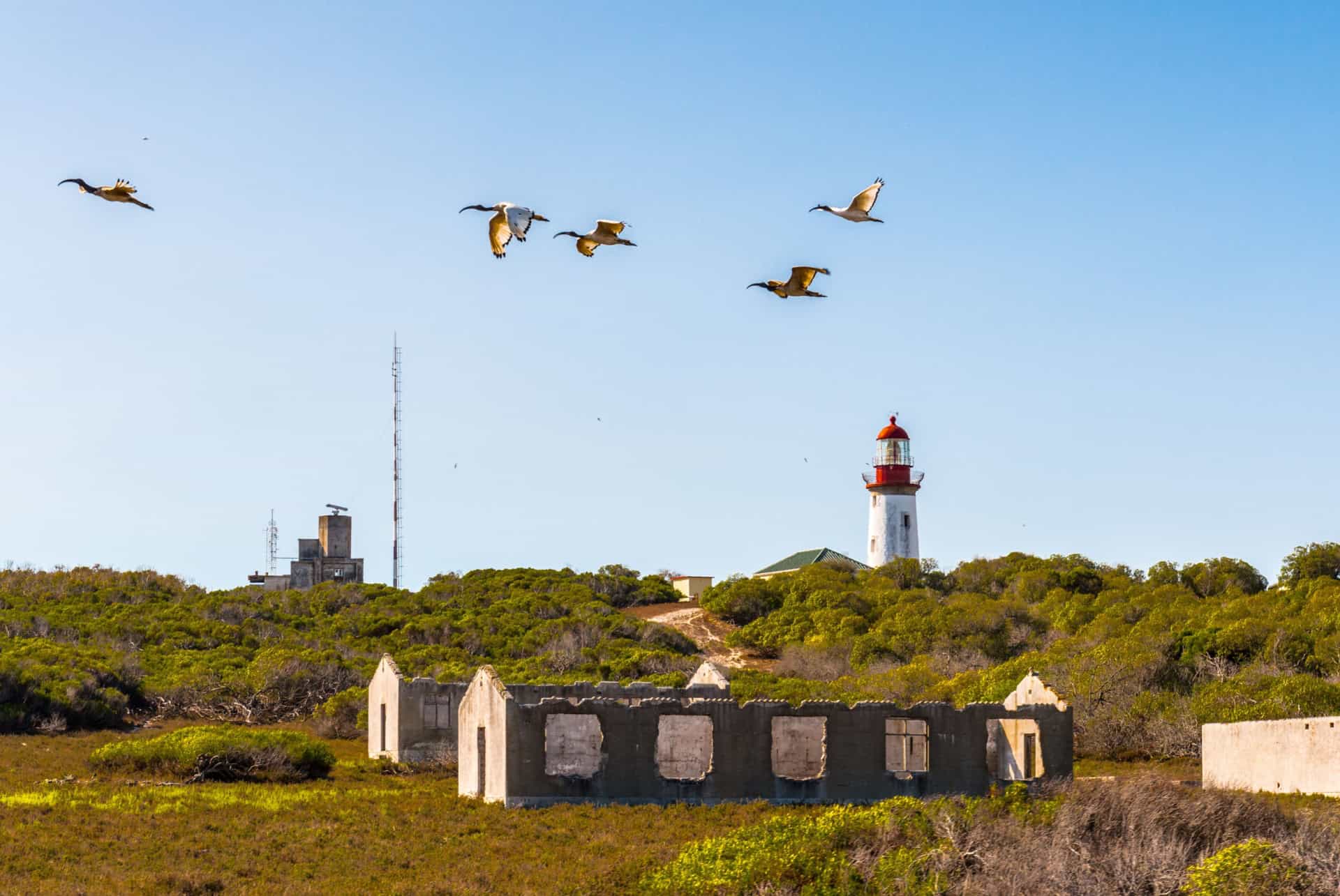 ile de robben island
