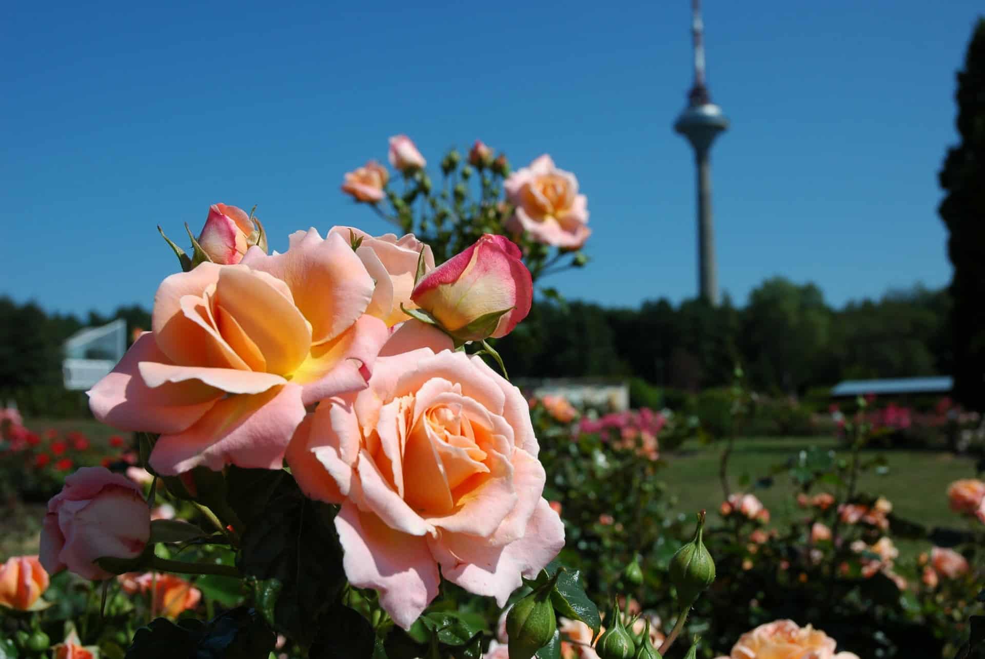 jardin botanique tour tv tallinn