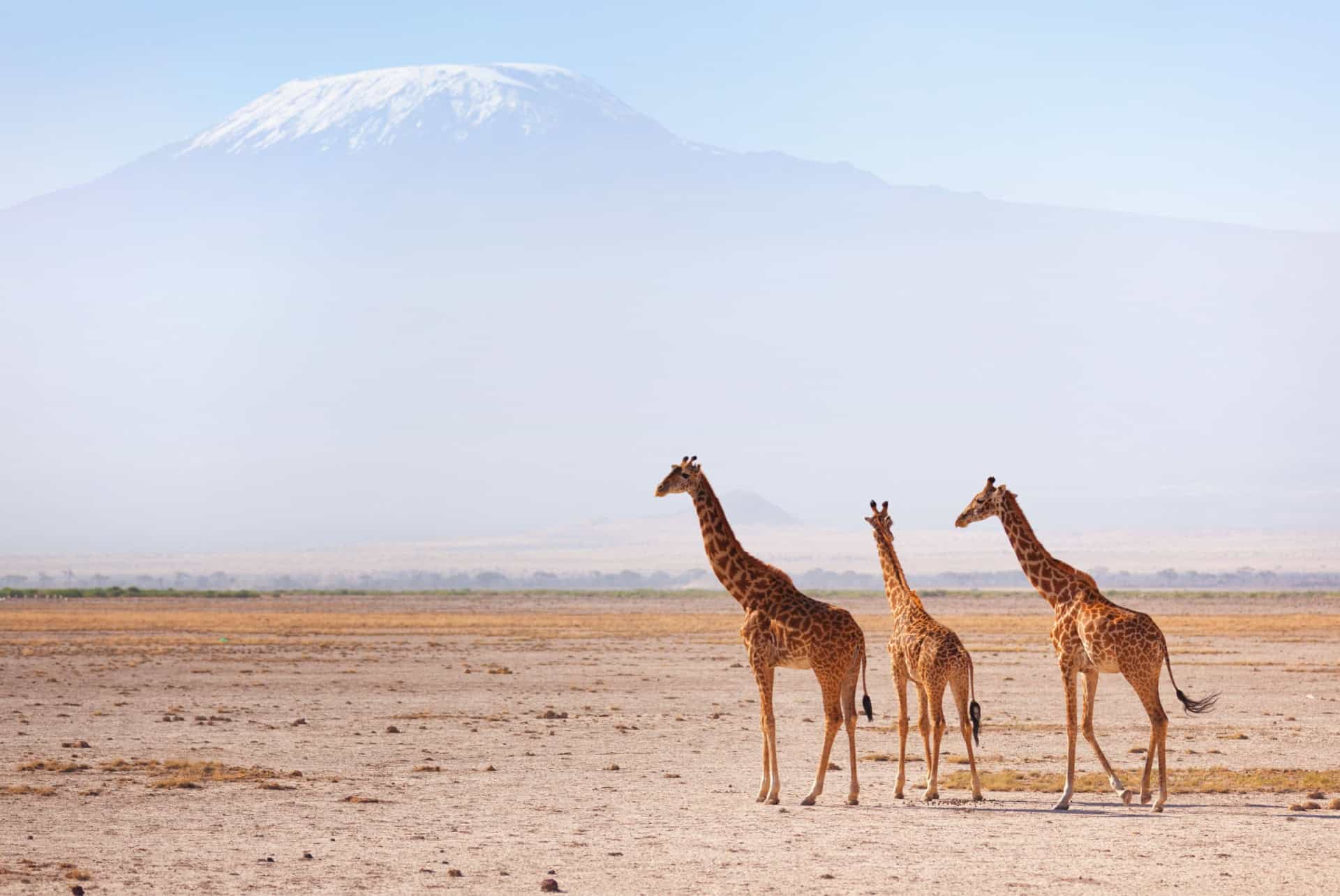 kilimandjaro girafes