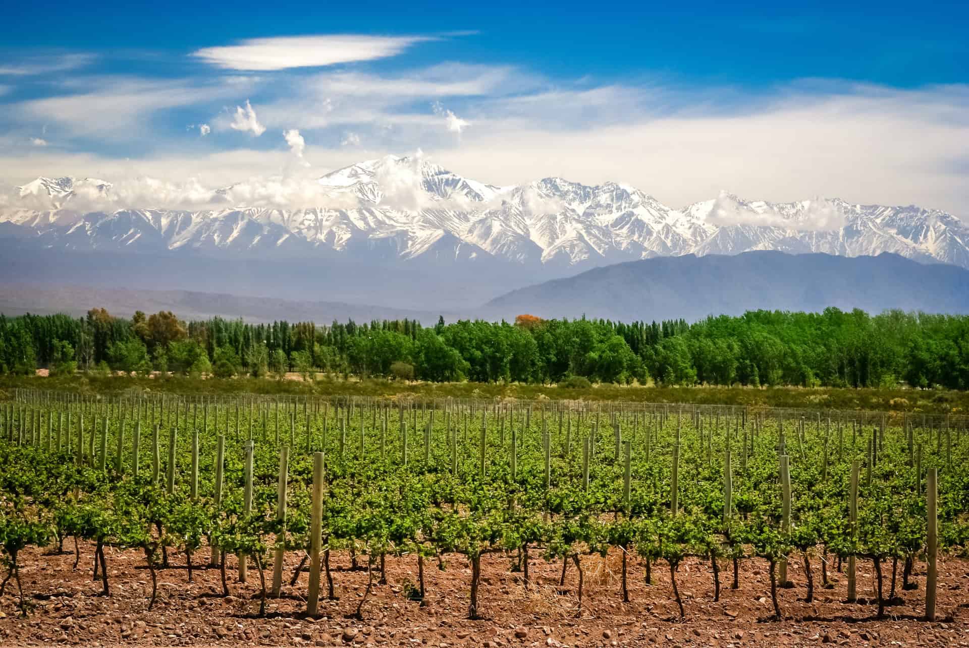 mendoza vendanges