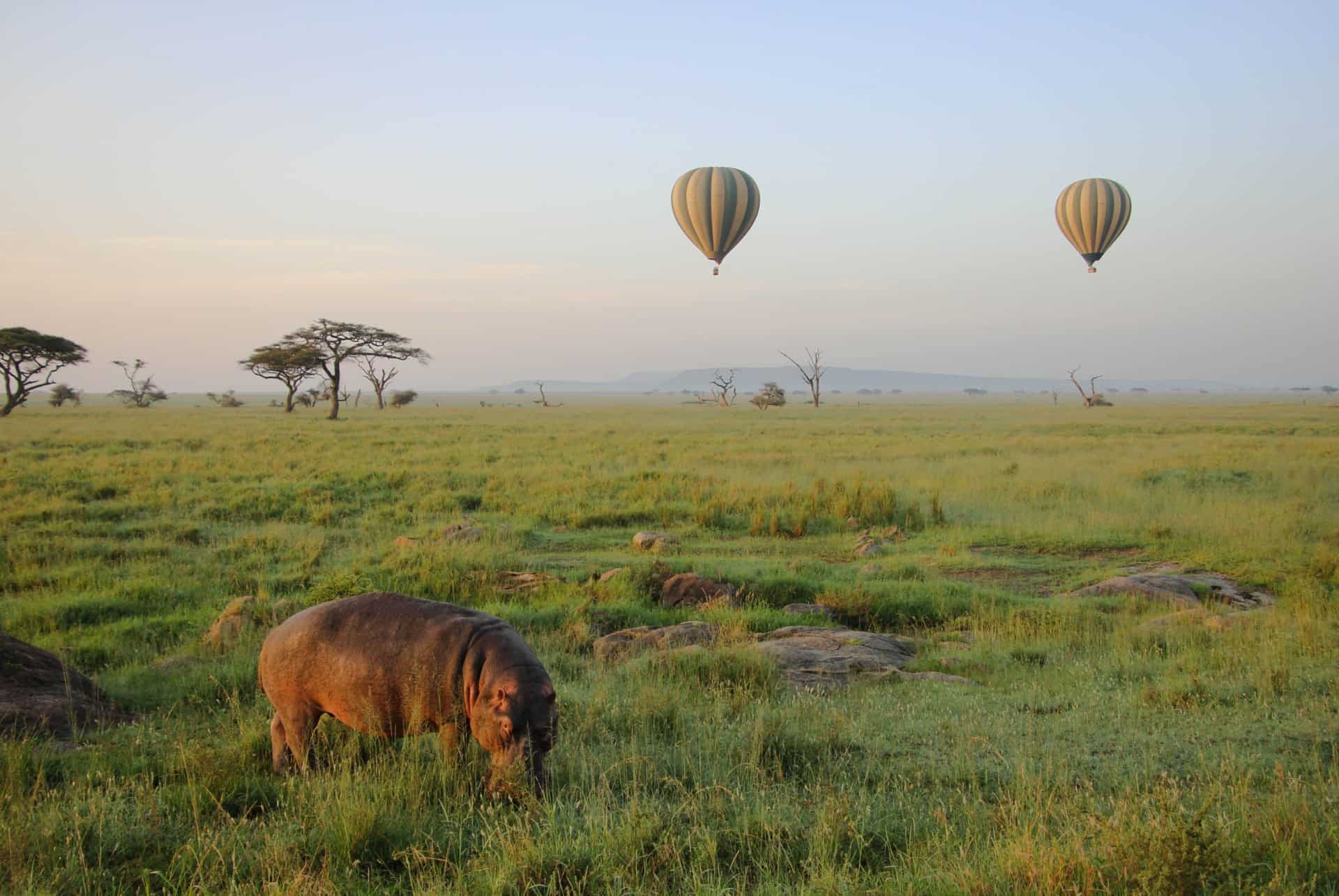 montgolfiere serengeti