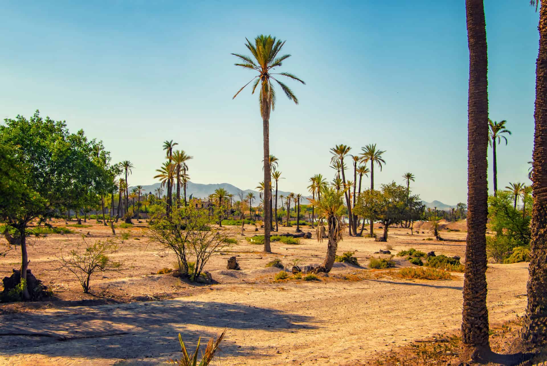 palmeraie marrakech