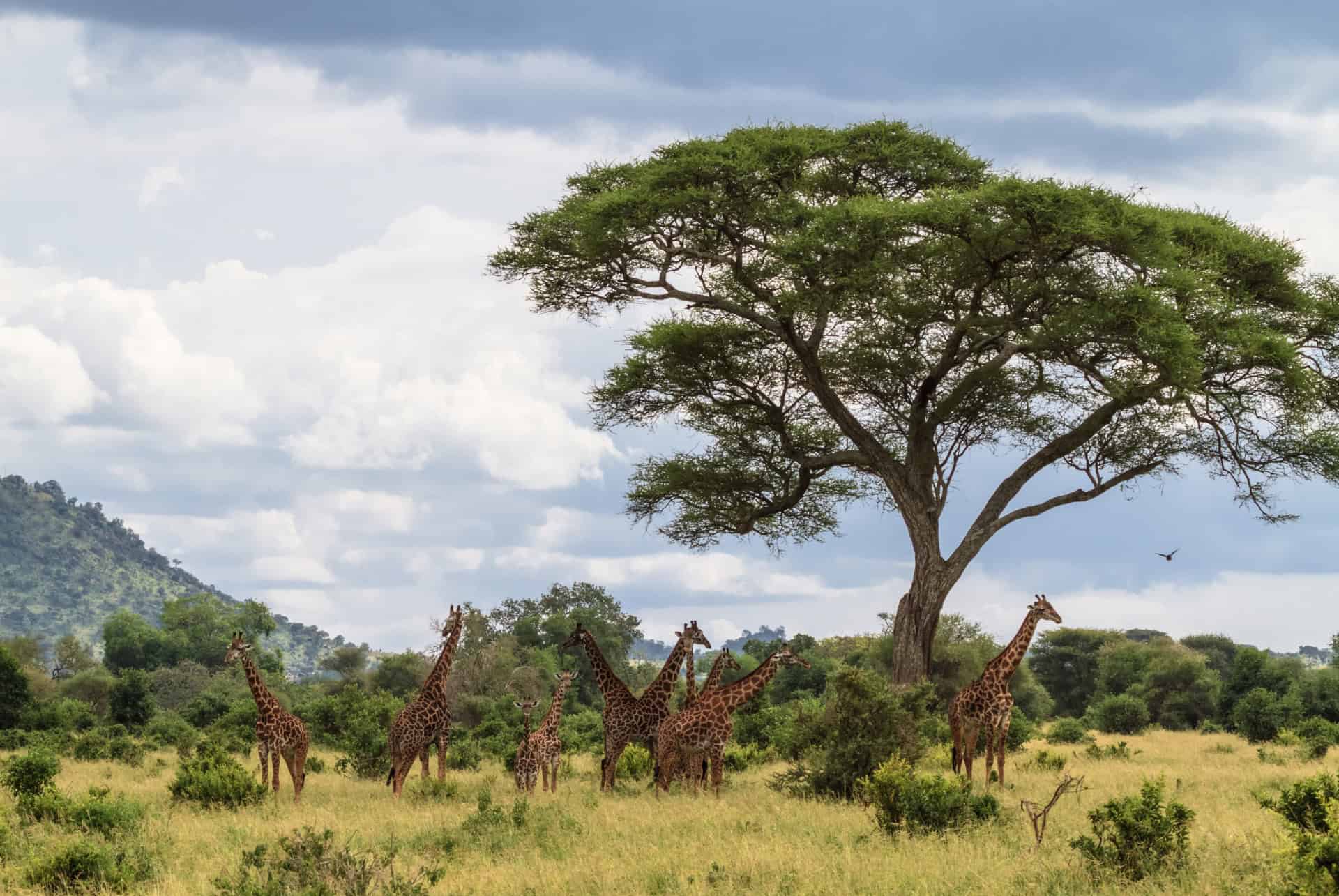 parc national tarangire tanzanie