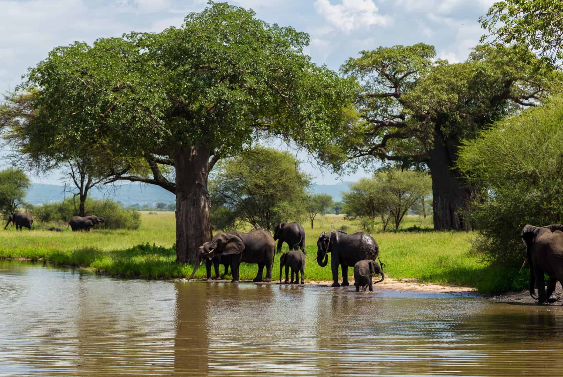 parc tarangire