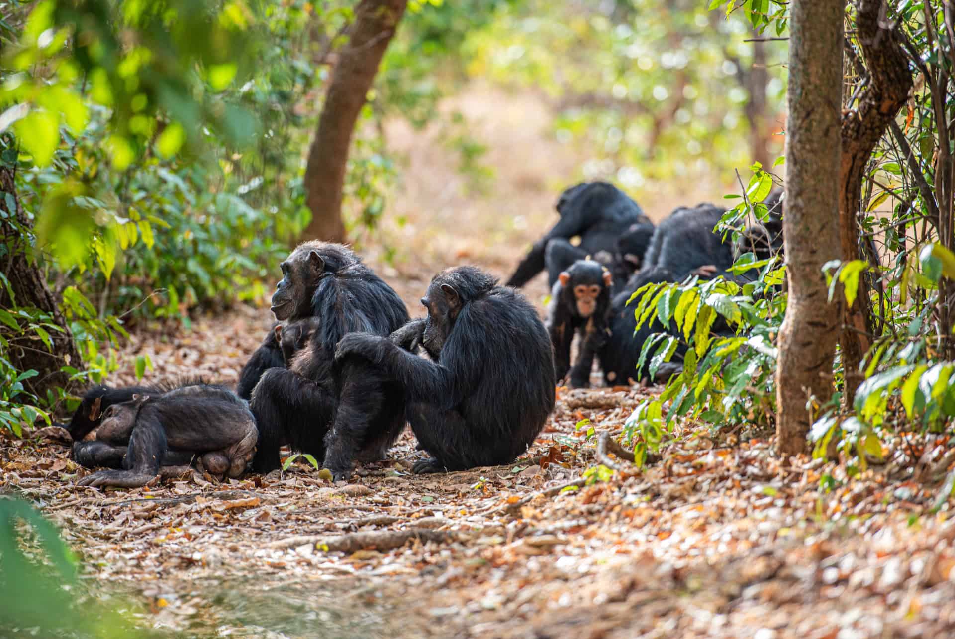 que faire en tanzanie parc gombe stream