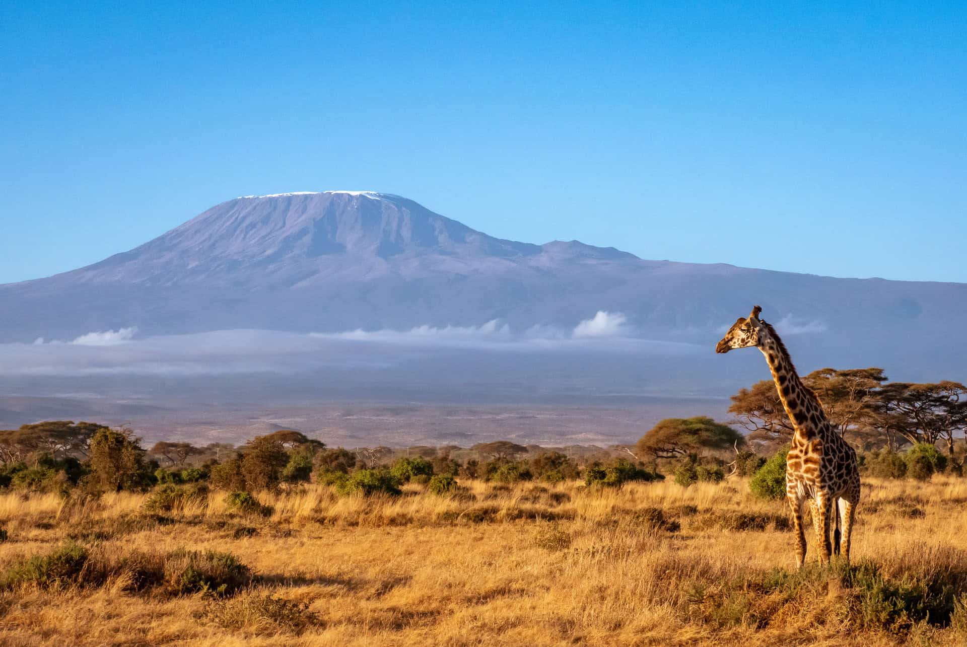 safari en tanzanie vue kilimandjaro