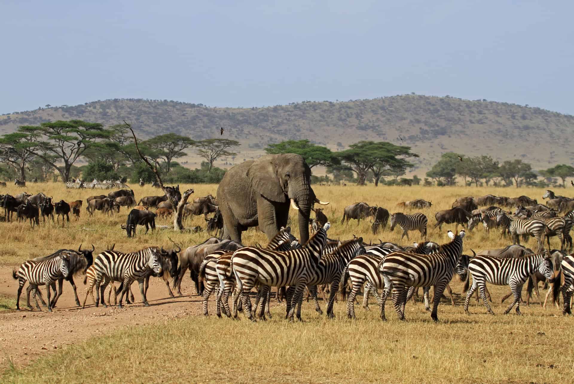 serengeti tanzanie