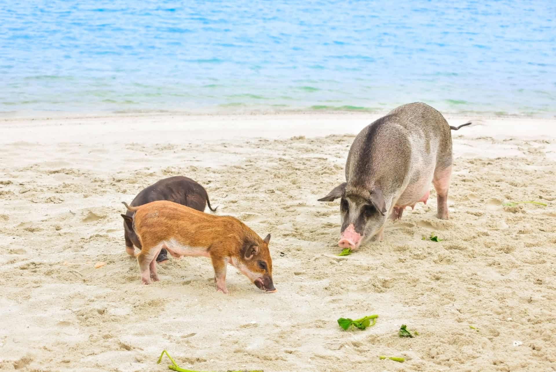 thailande en juillet koh madsum