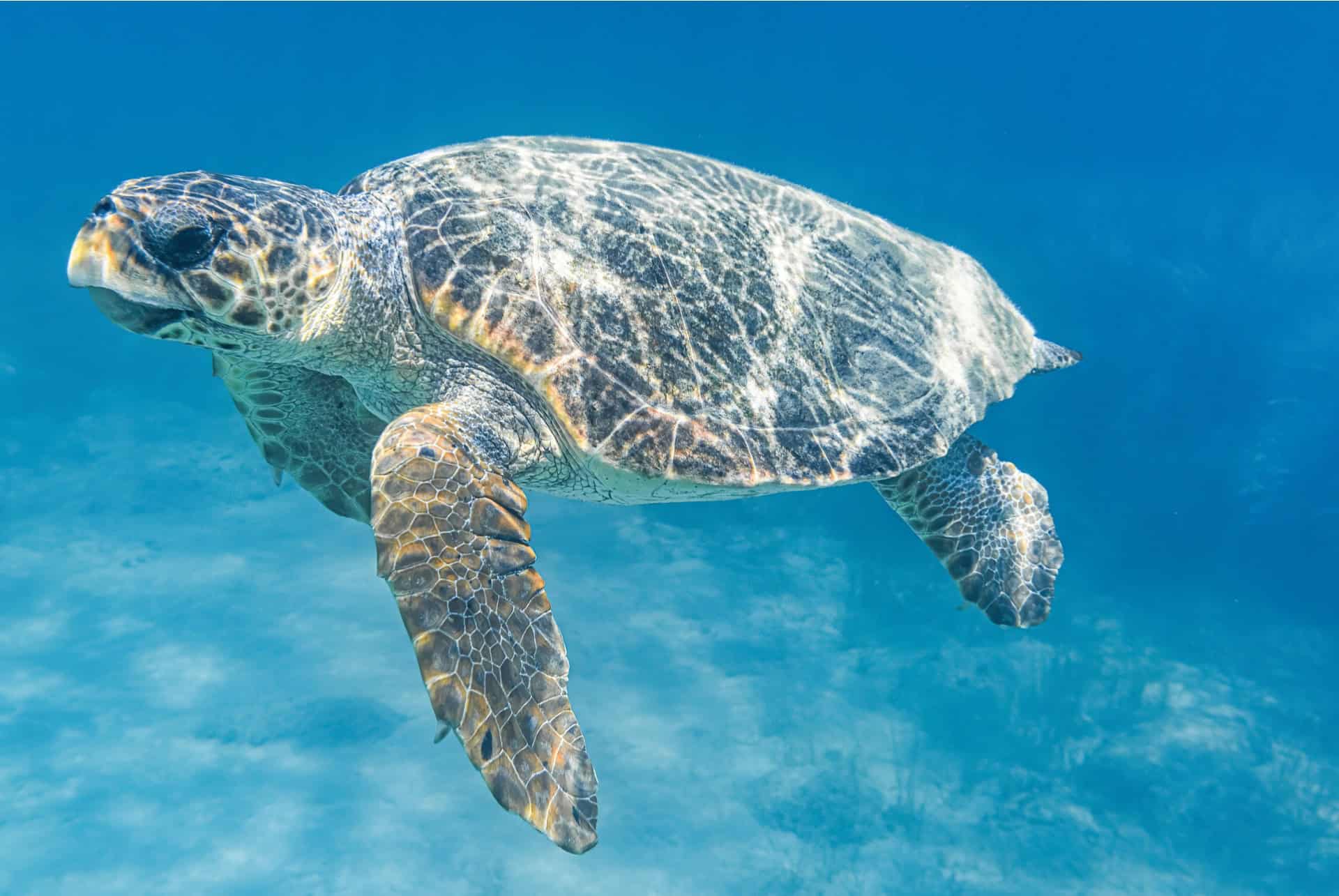 tortue caretta caretta