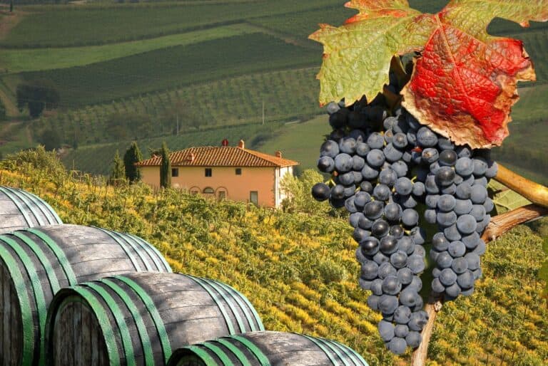 Excursion dans les collines du Chianti