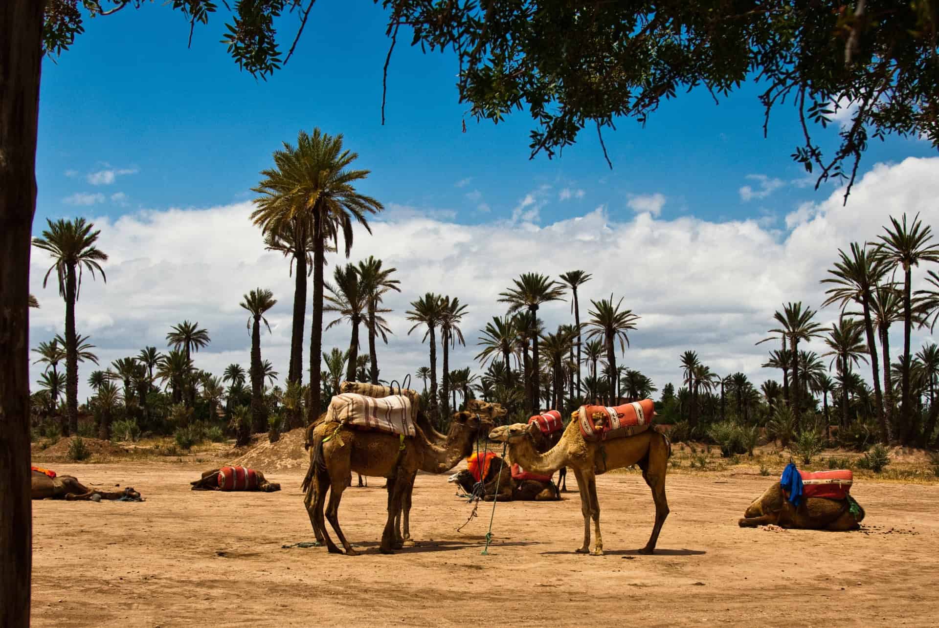 visiter la palmeraie de marrakech