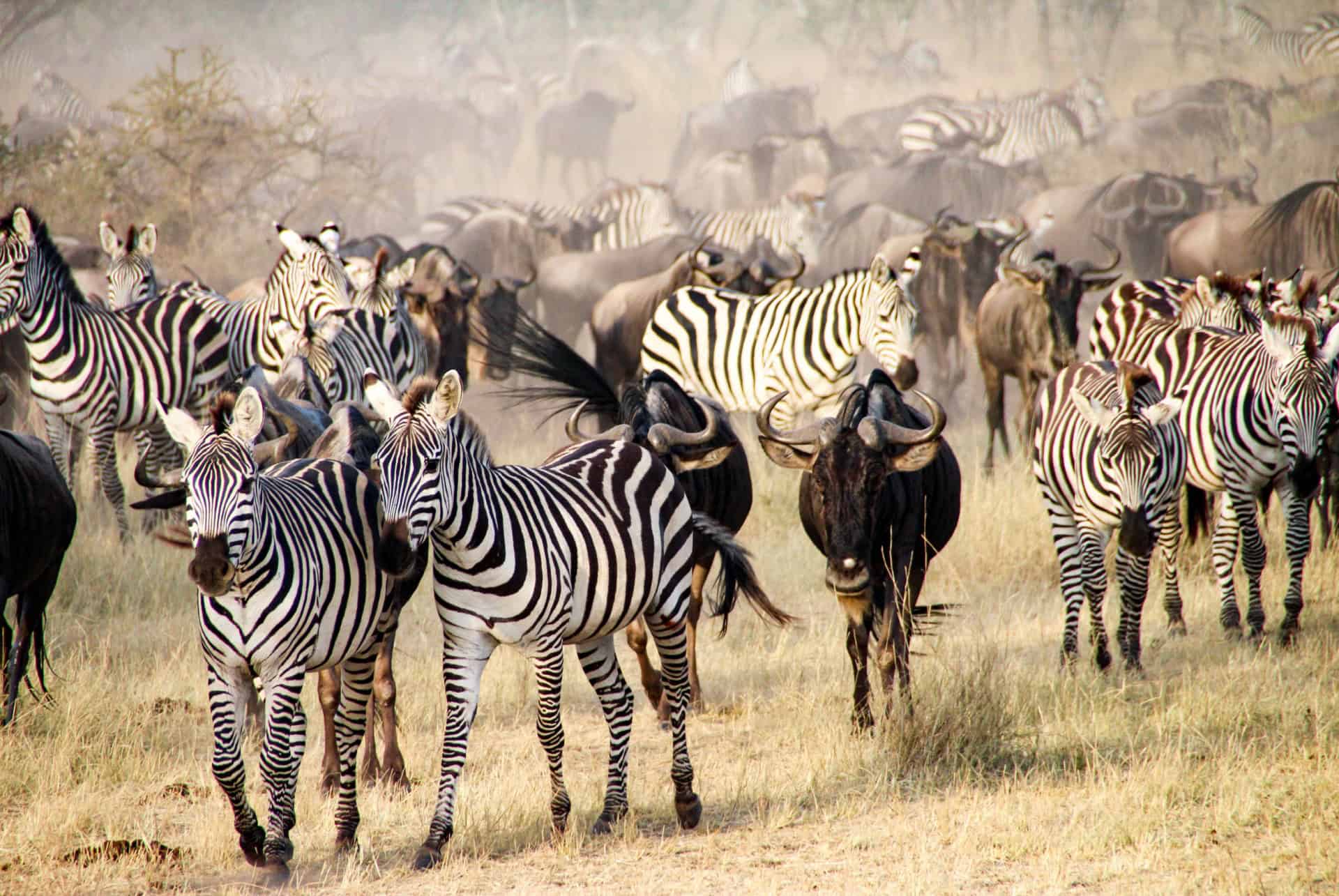 zebres migration