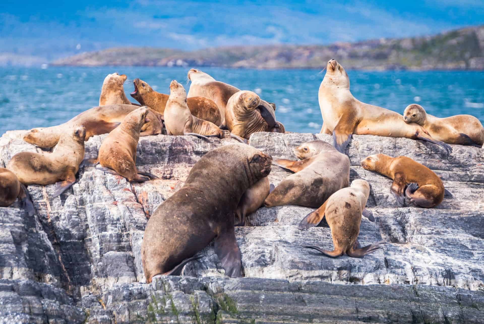canal de beagle