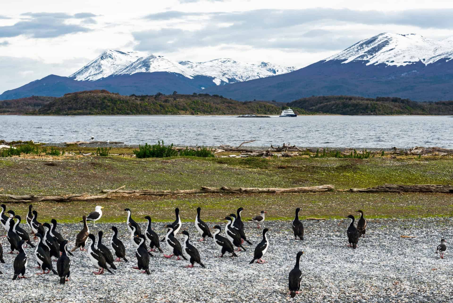canal du beagle oiseaux