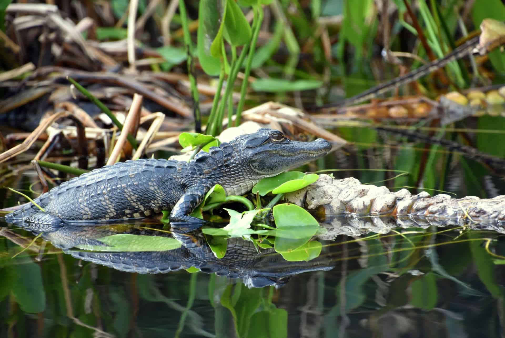 everglades alligator