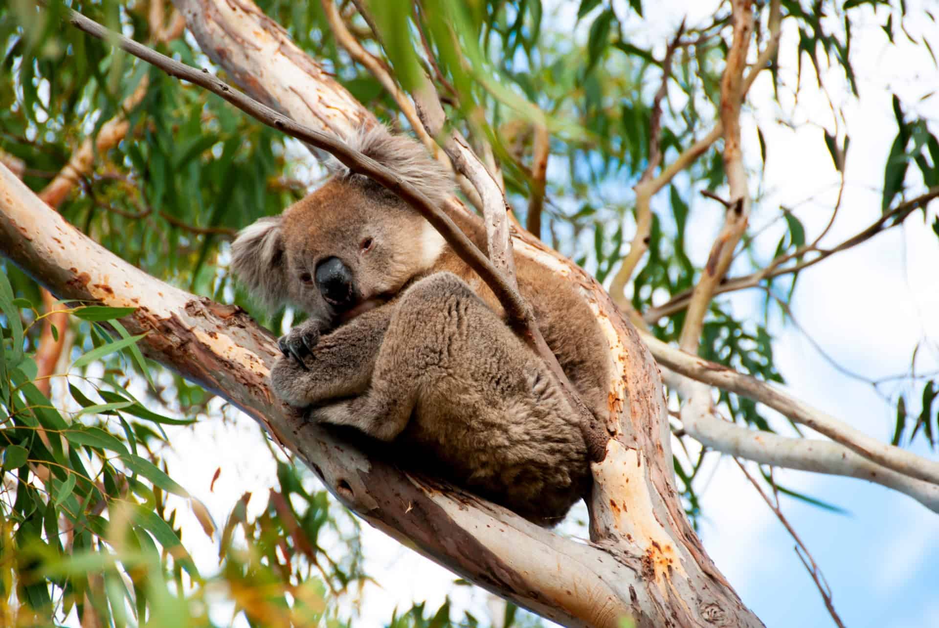 koala kangaroo island