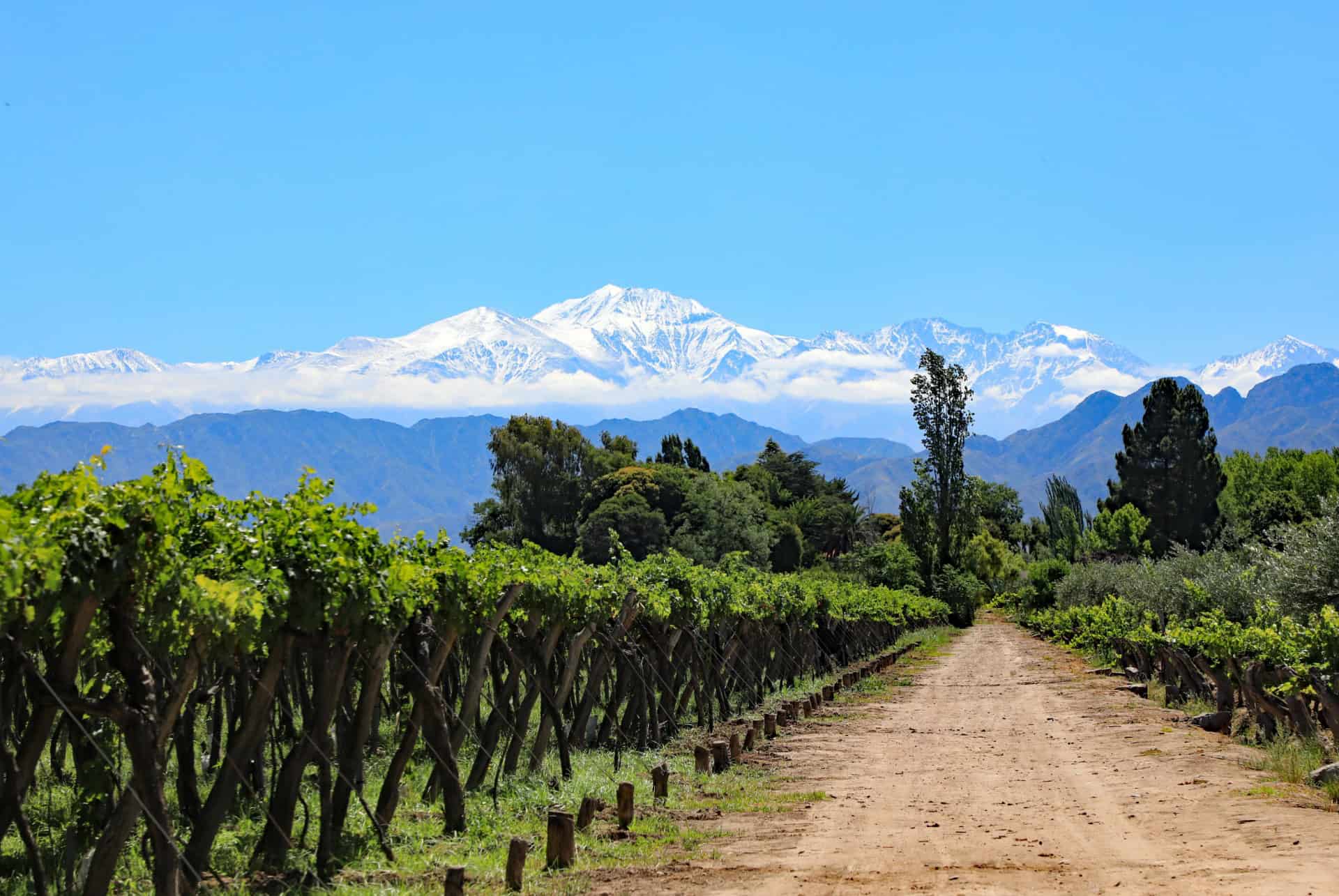 lujan de cuyo vignes