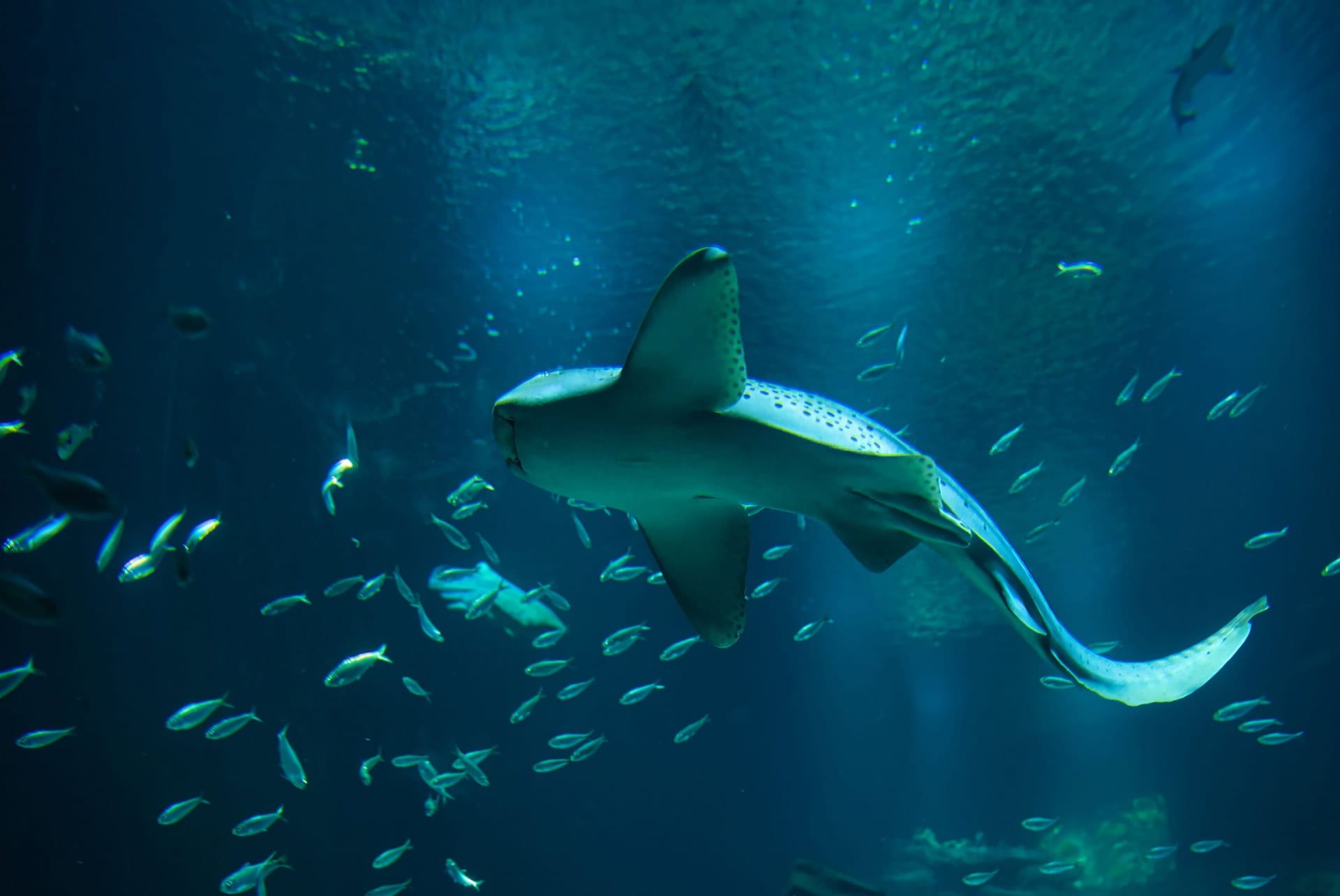 que faire a paris aquarium
