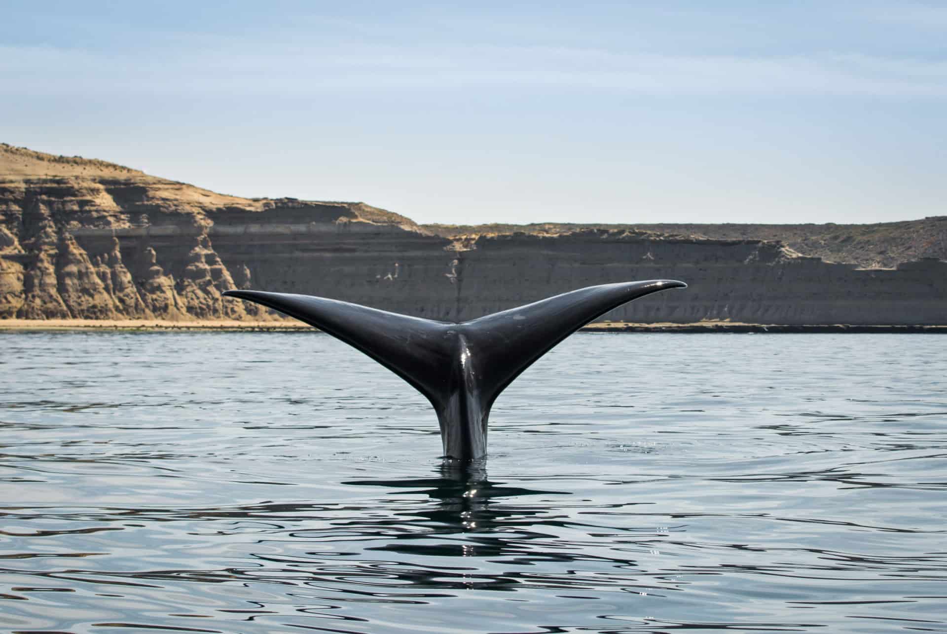 peninsule valdes baleine