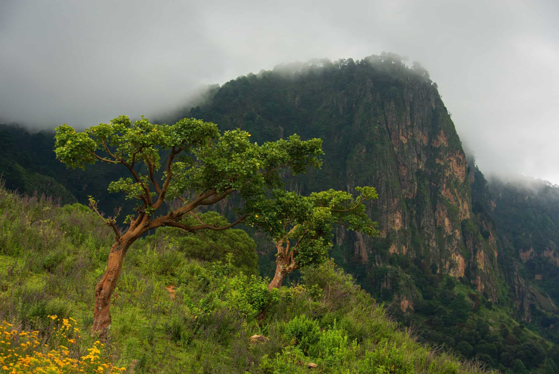 sierra madre