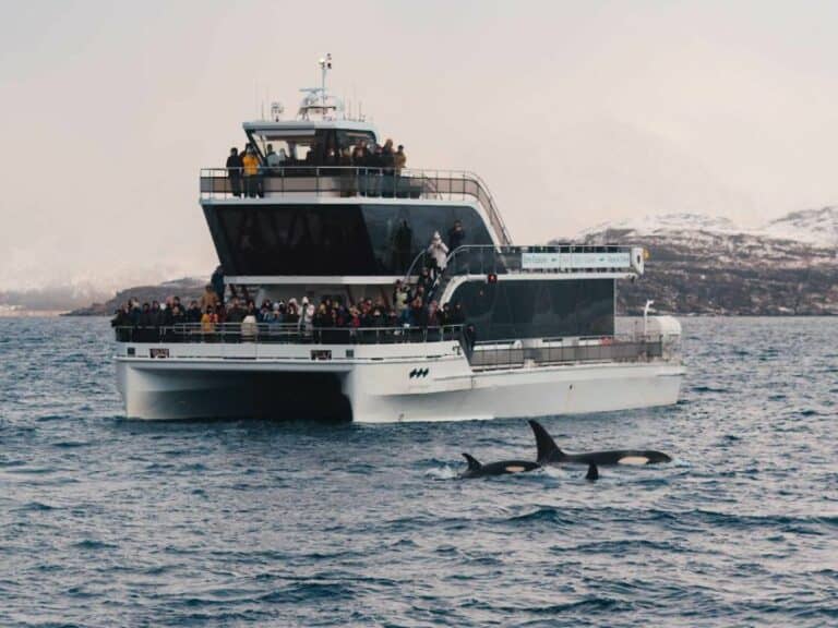 Observation des baleines