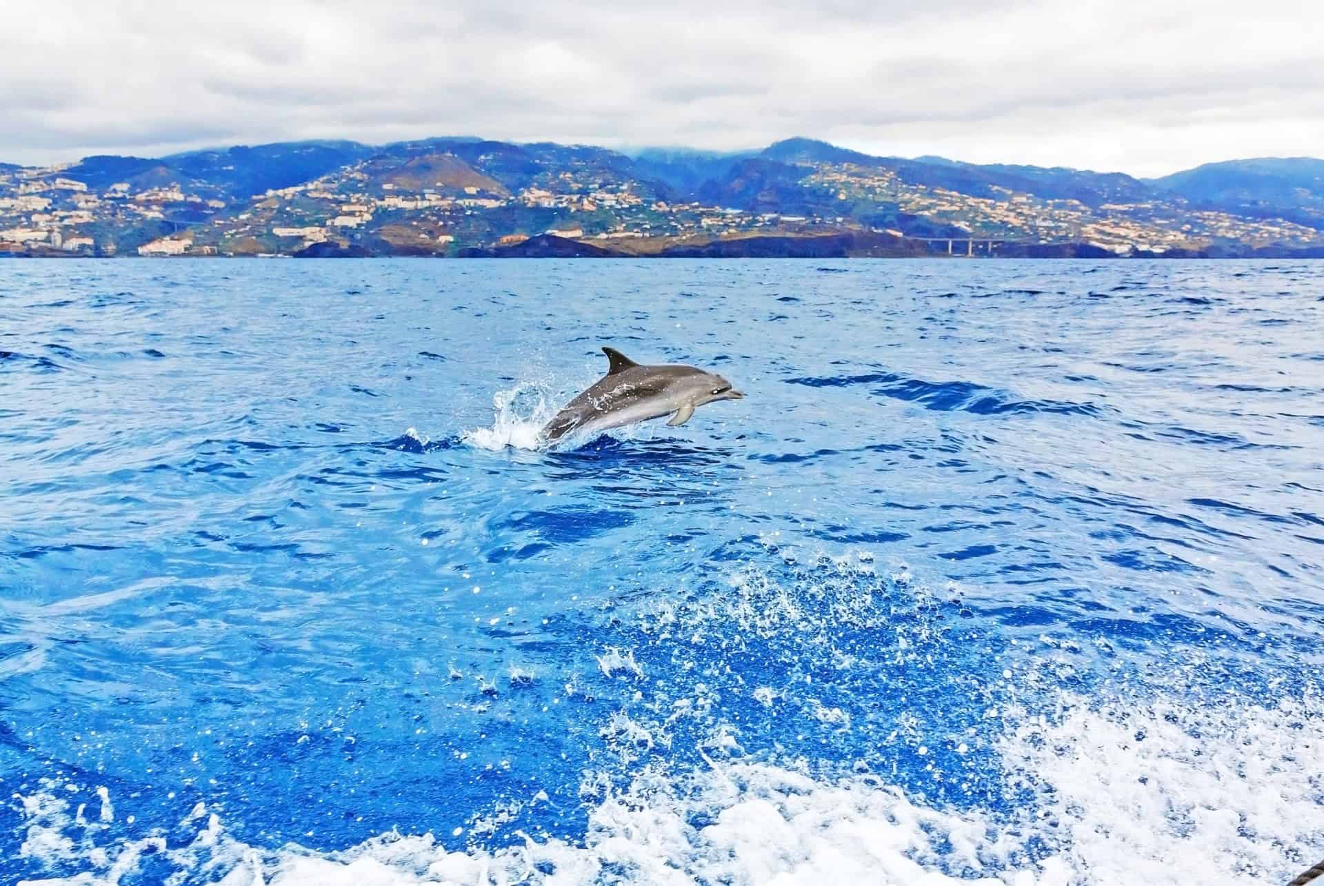 croisiere observation des dauphins a madere