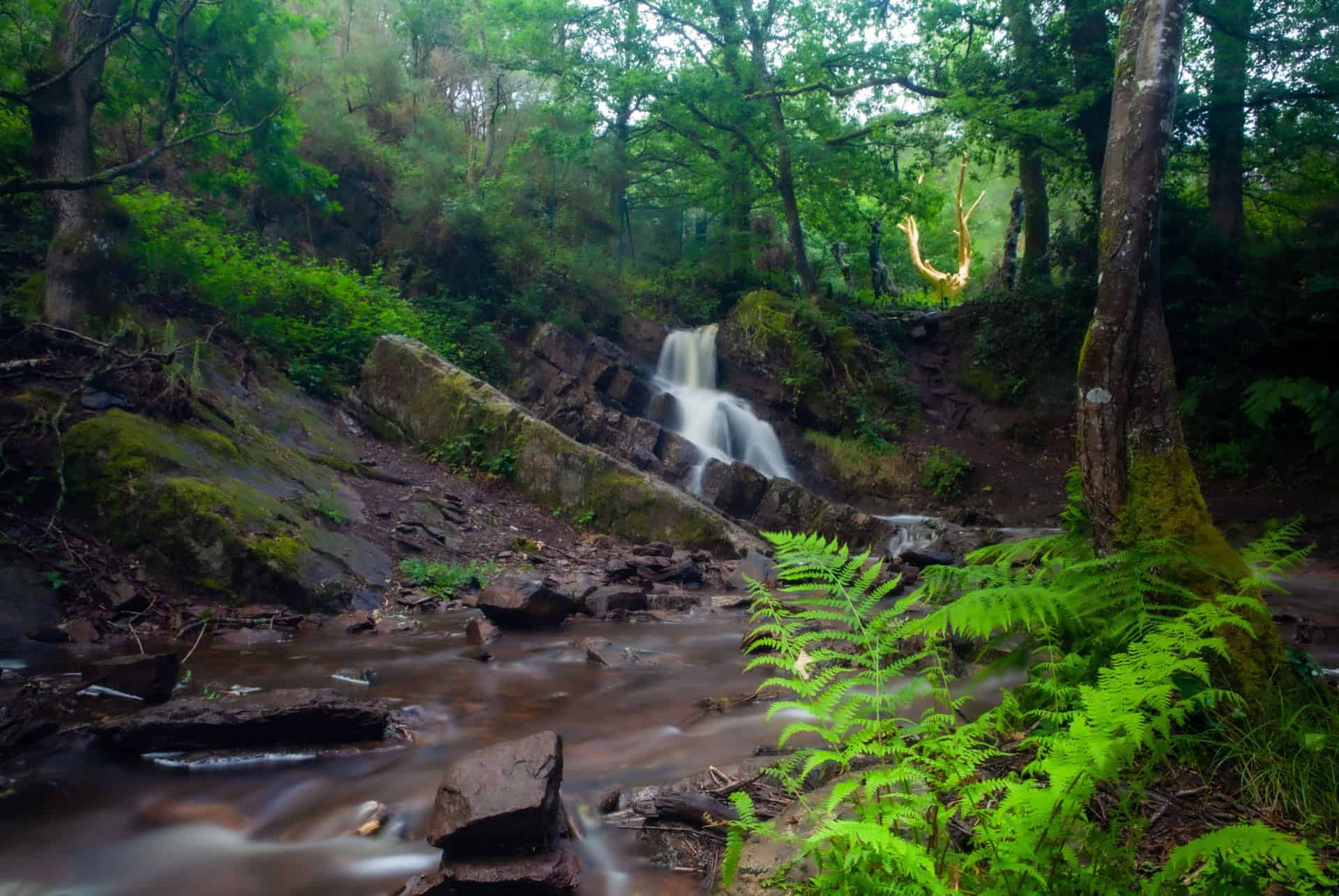 foret de broceliande