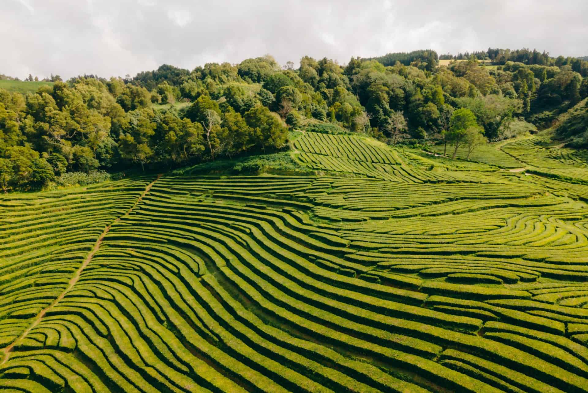 plantation the visiter acores