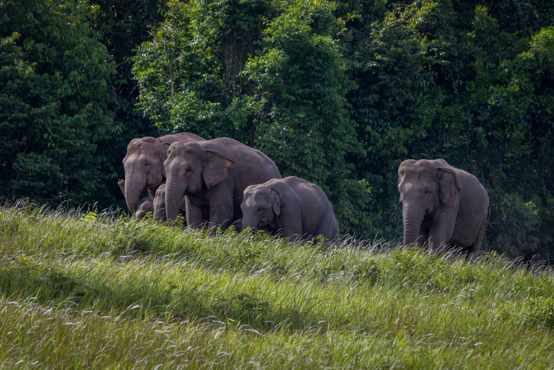 elephants thailande