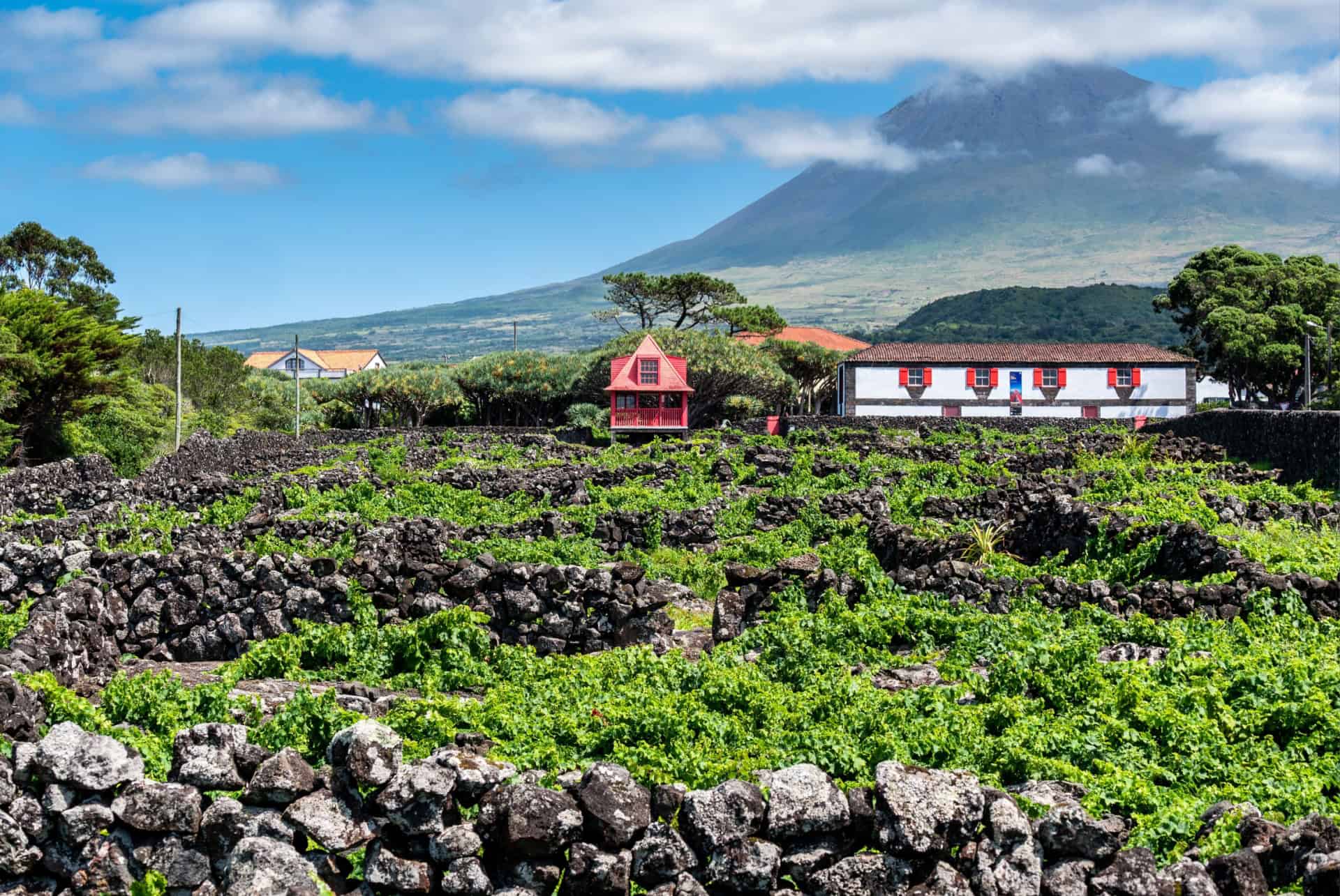 vignobles acores