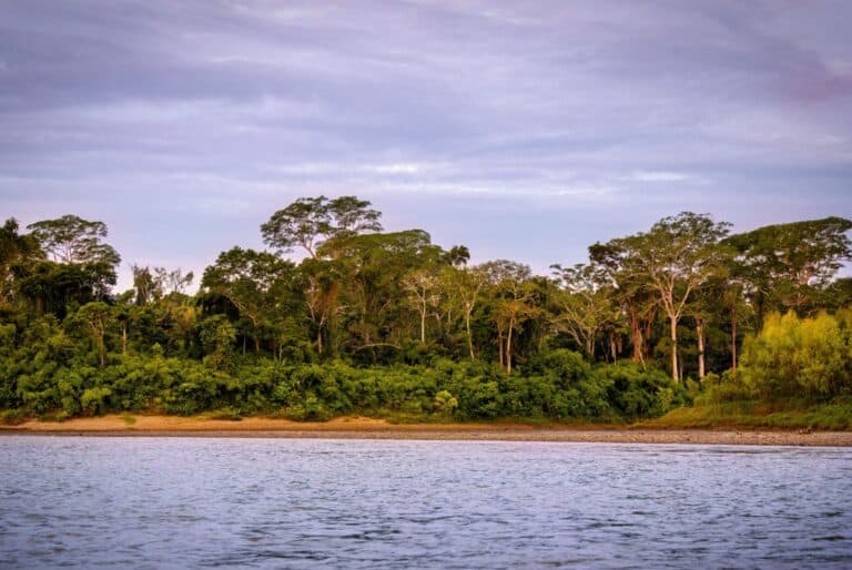 Excursion d'une journée sur le fleuve Amazone