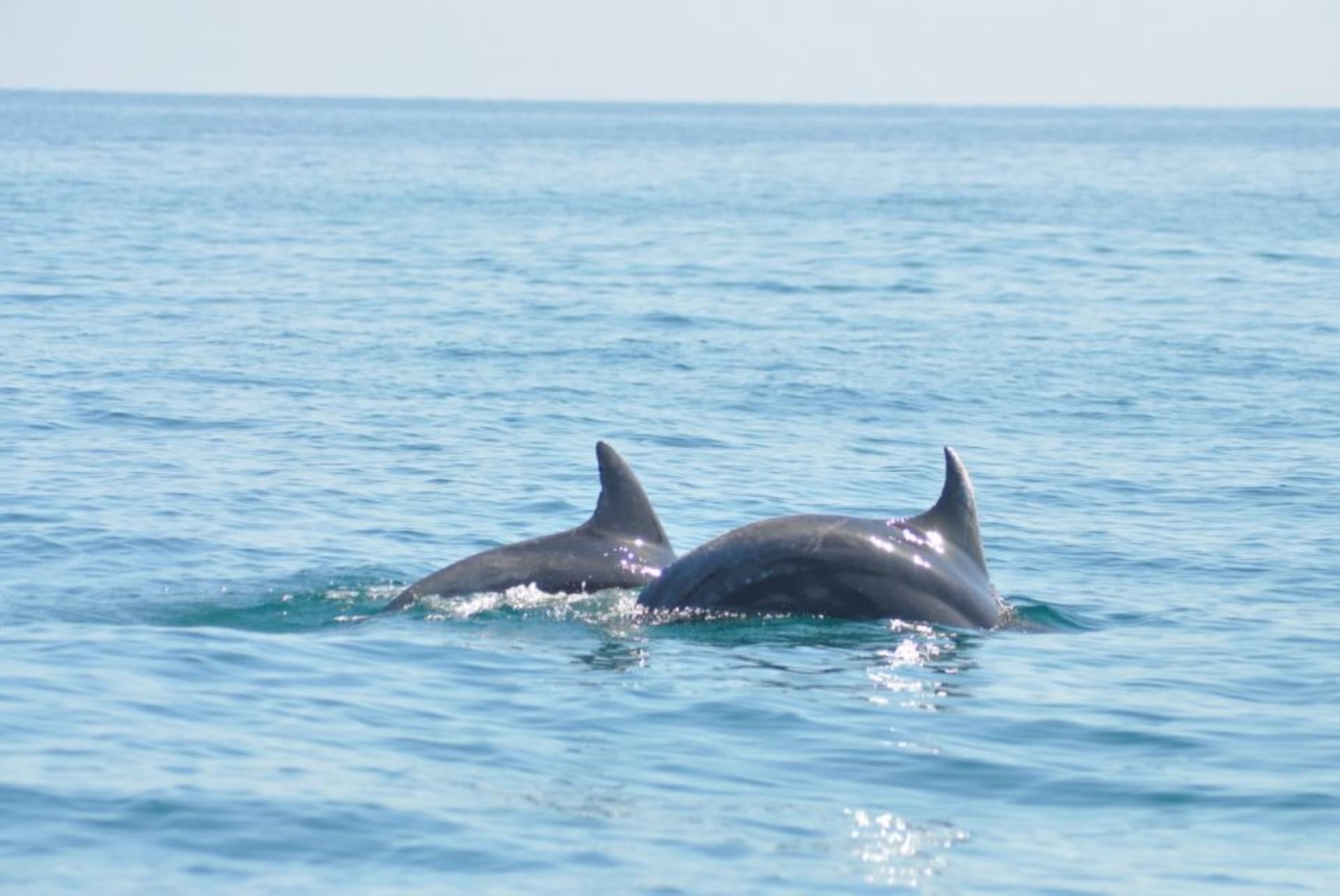 dauphins a djerba