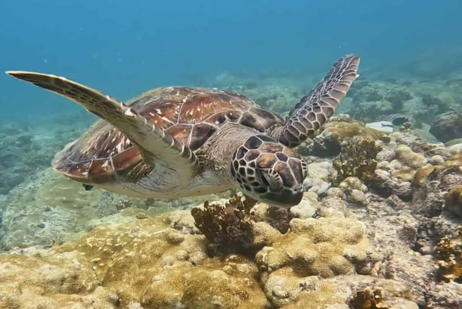 snorkeling baie de sal rei